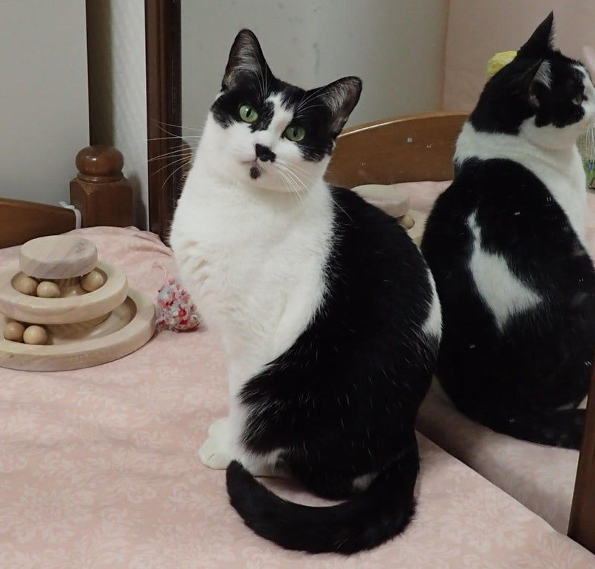 pet-image-2