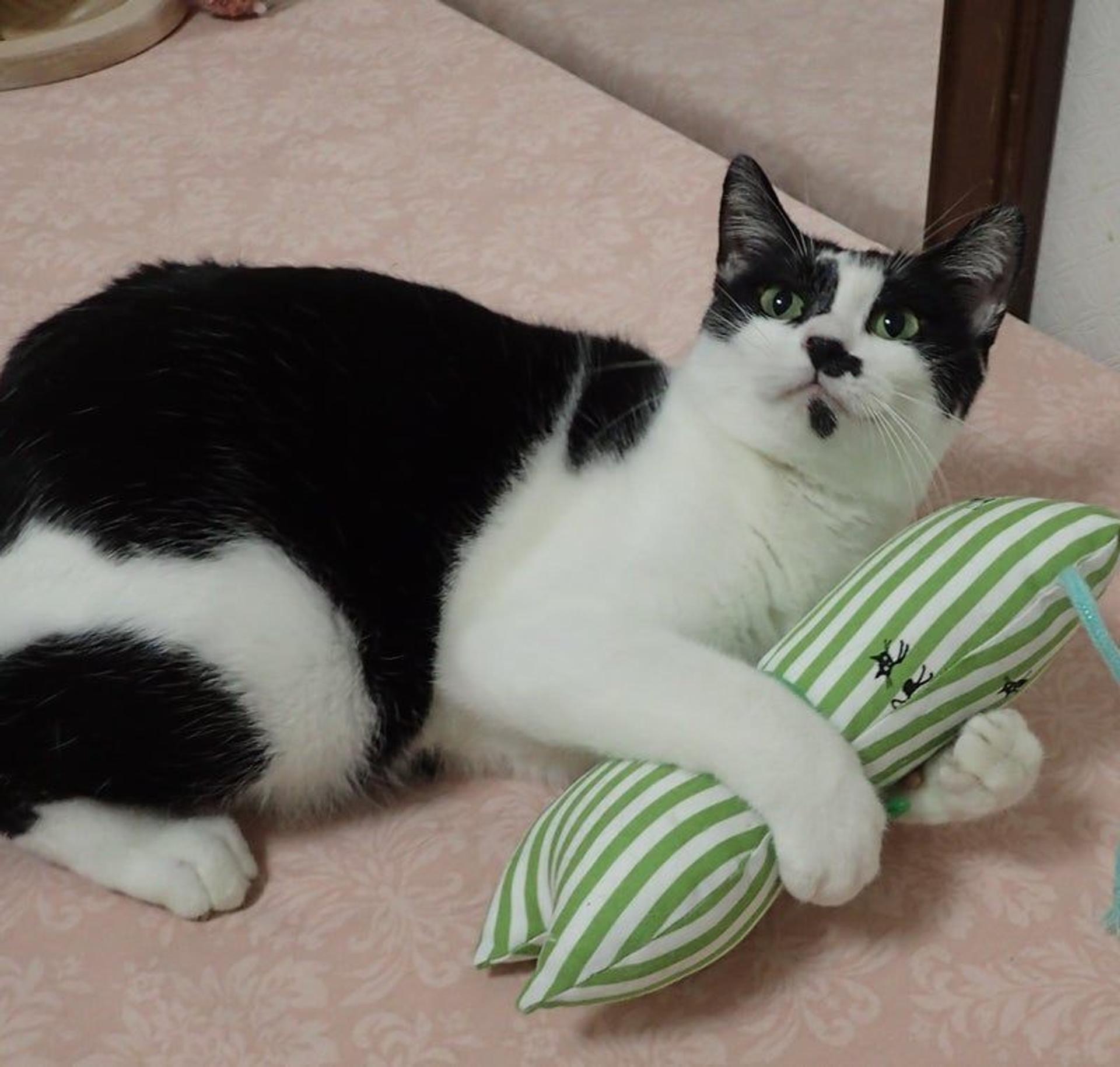 pet-image-3