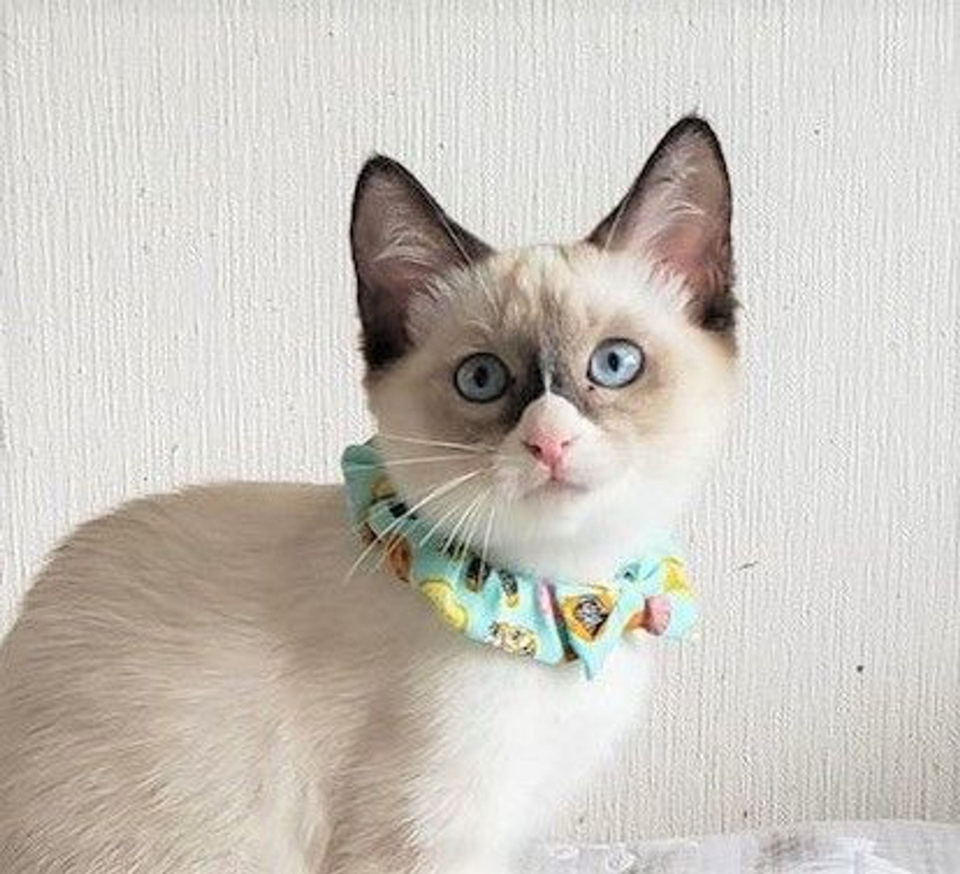 雑種（ミックス猫）・メスの里親募集の写真
