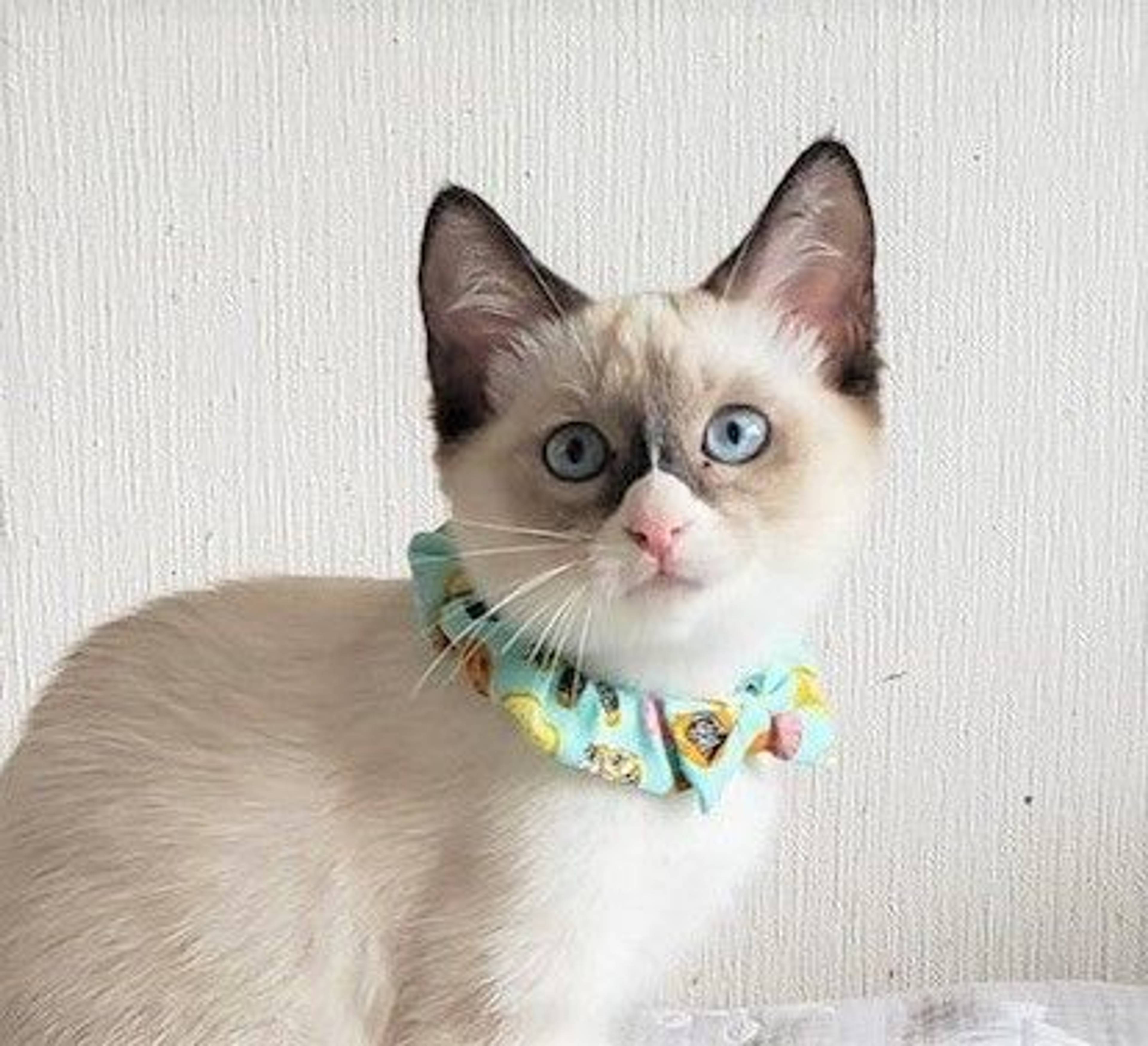雑種（ミックス猫）・メスの里親募集の写真