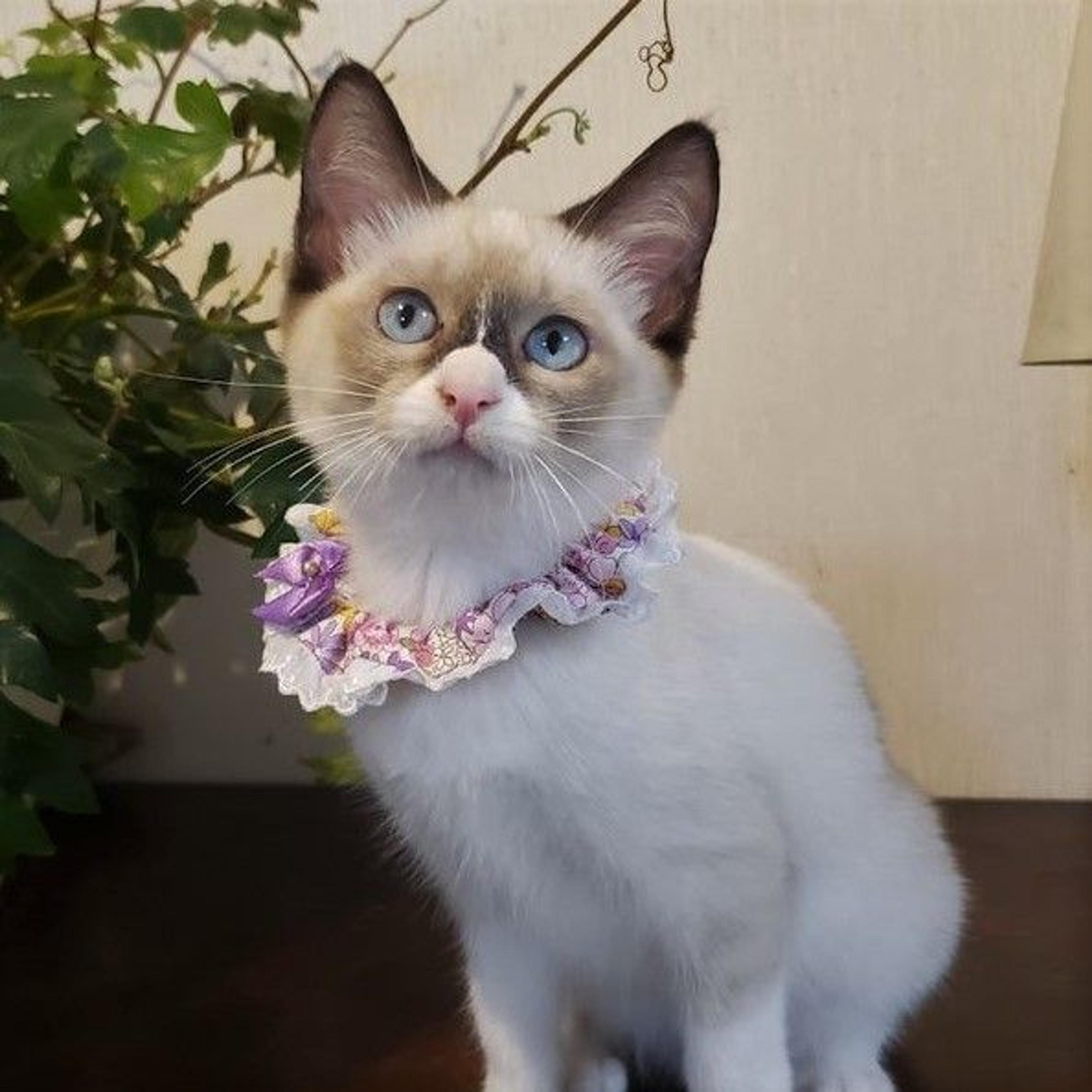 pet-image-3