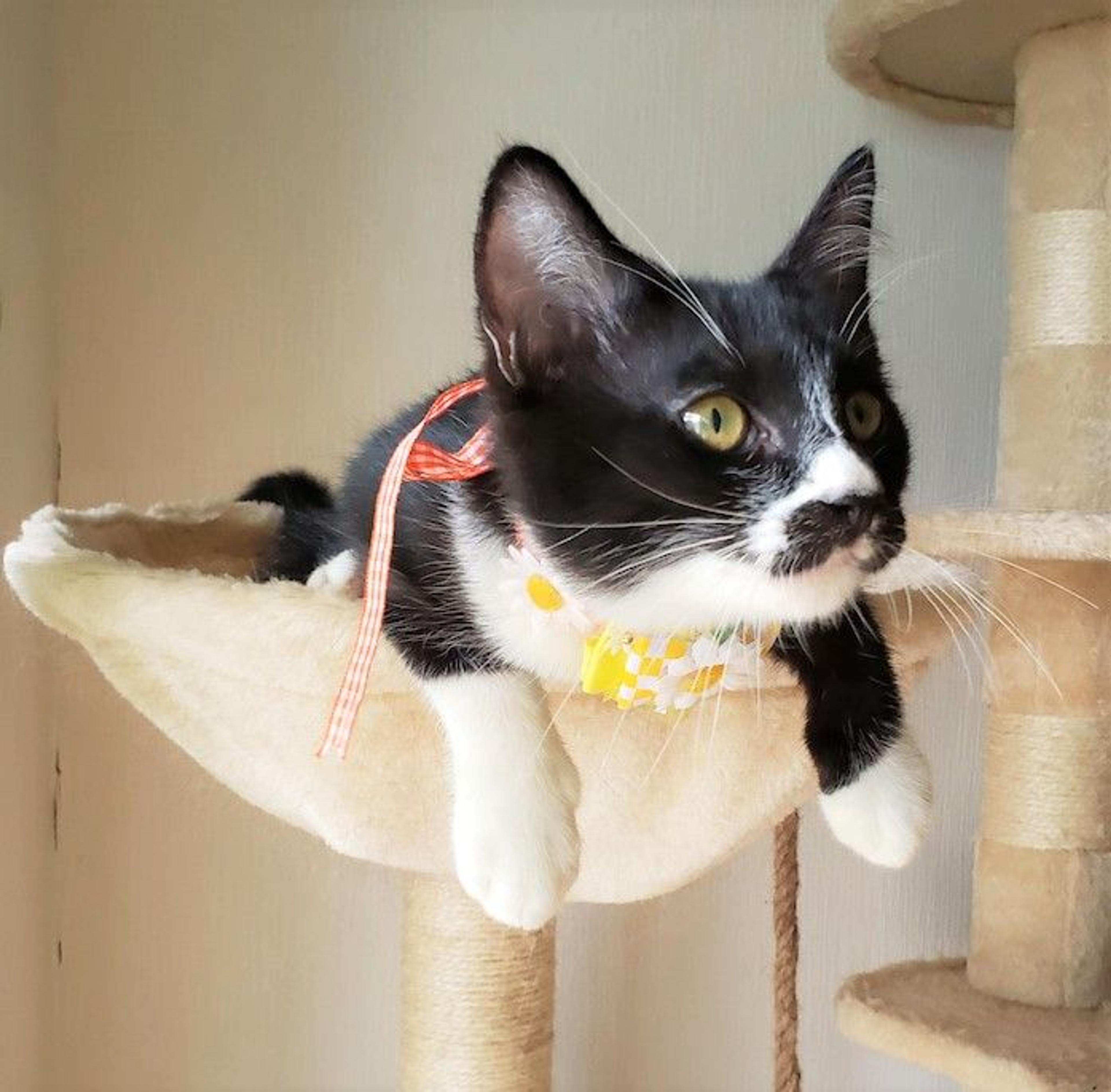 pet-image-2