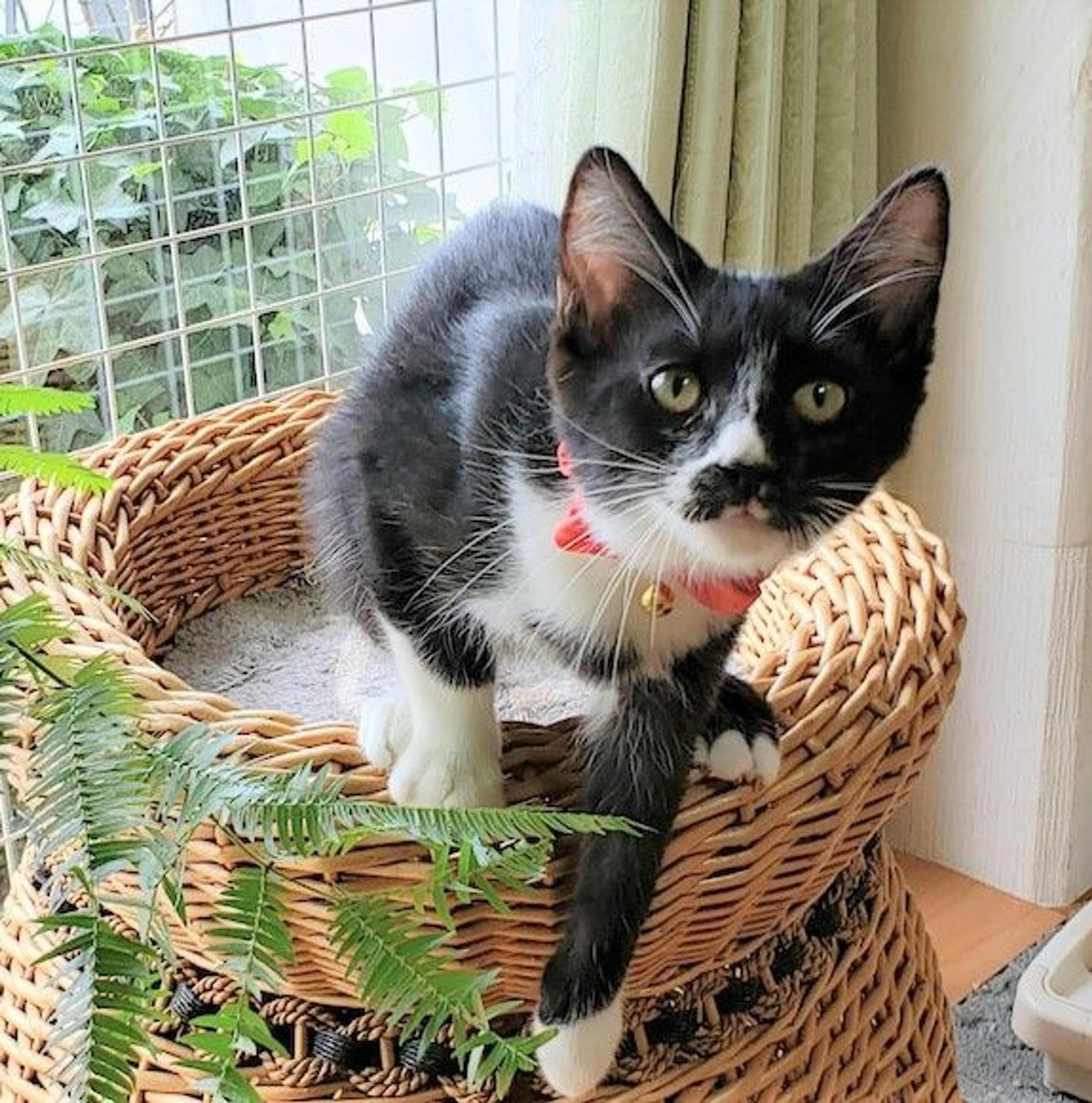 pet-image-3