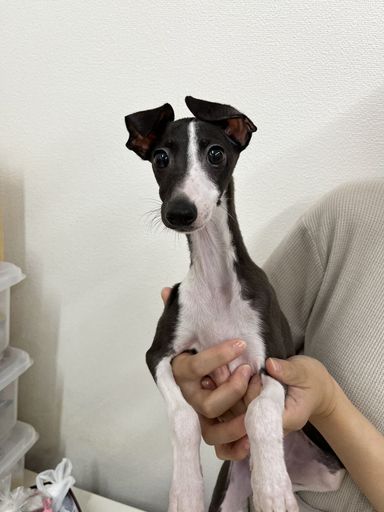 ブービー