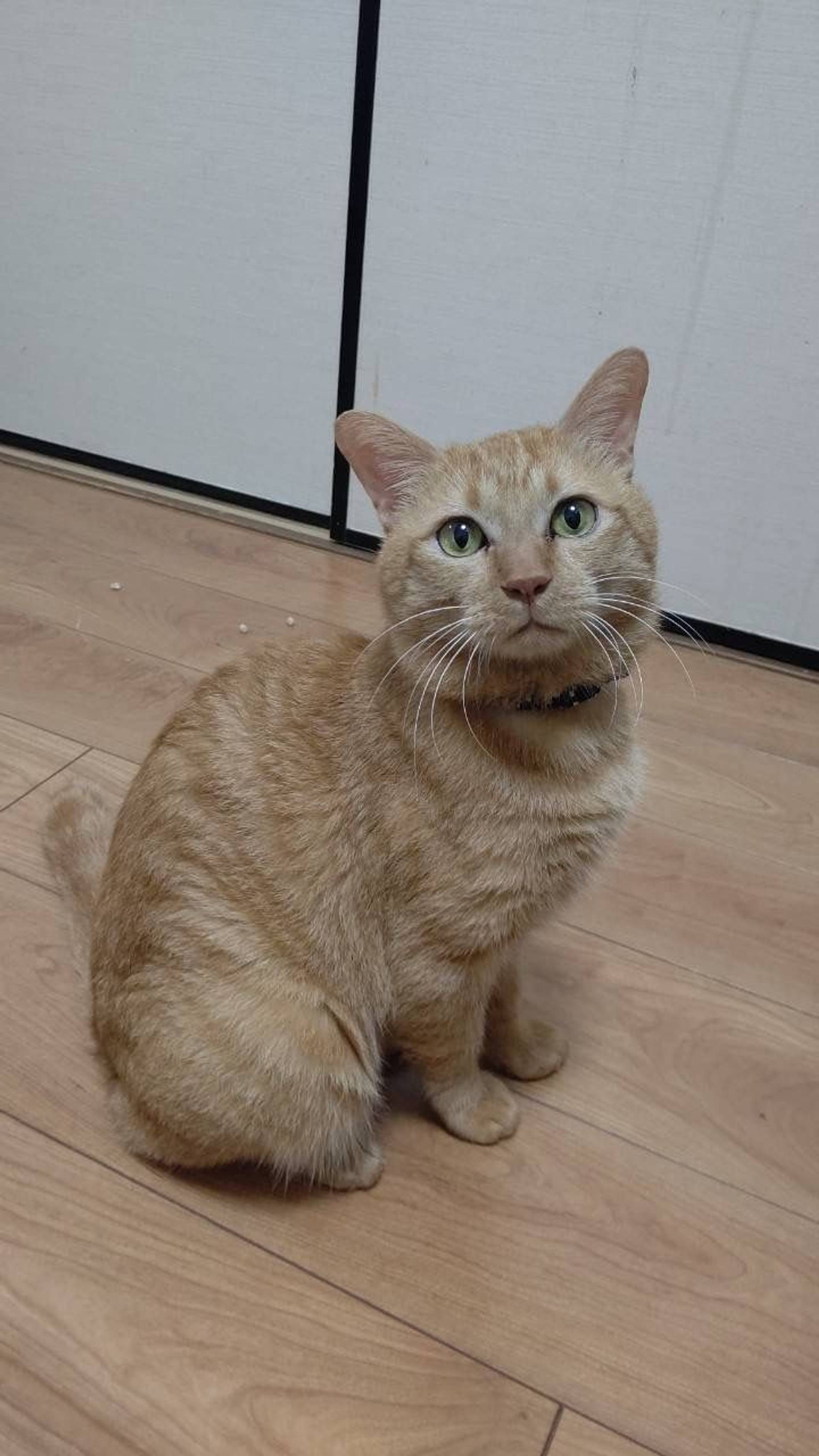 雑種（ミックス猫）・オスの里親募集の写真