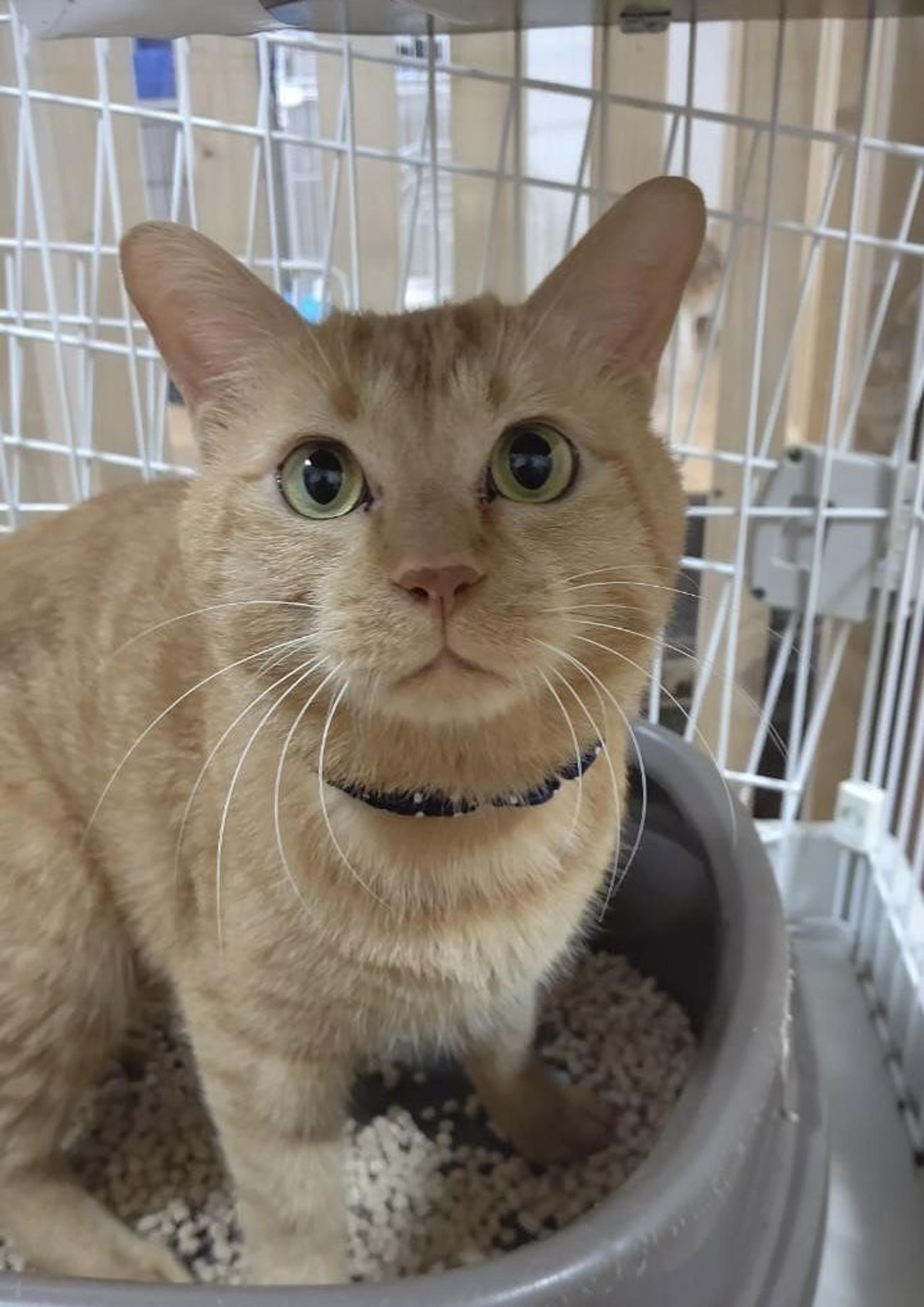 pet-image-4
