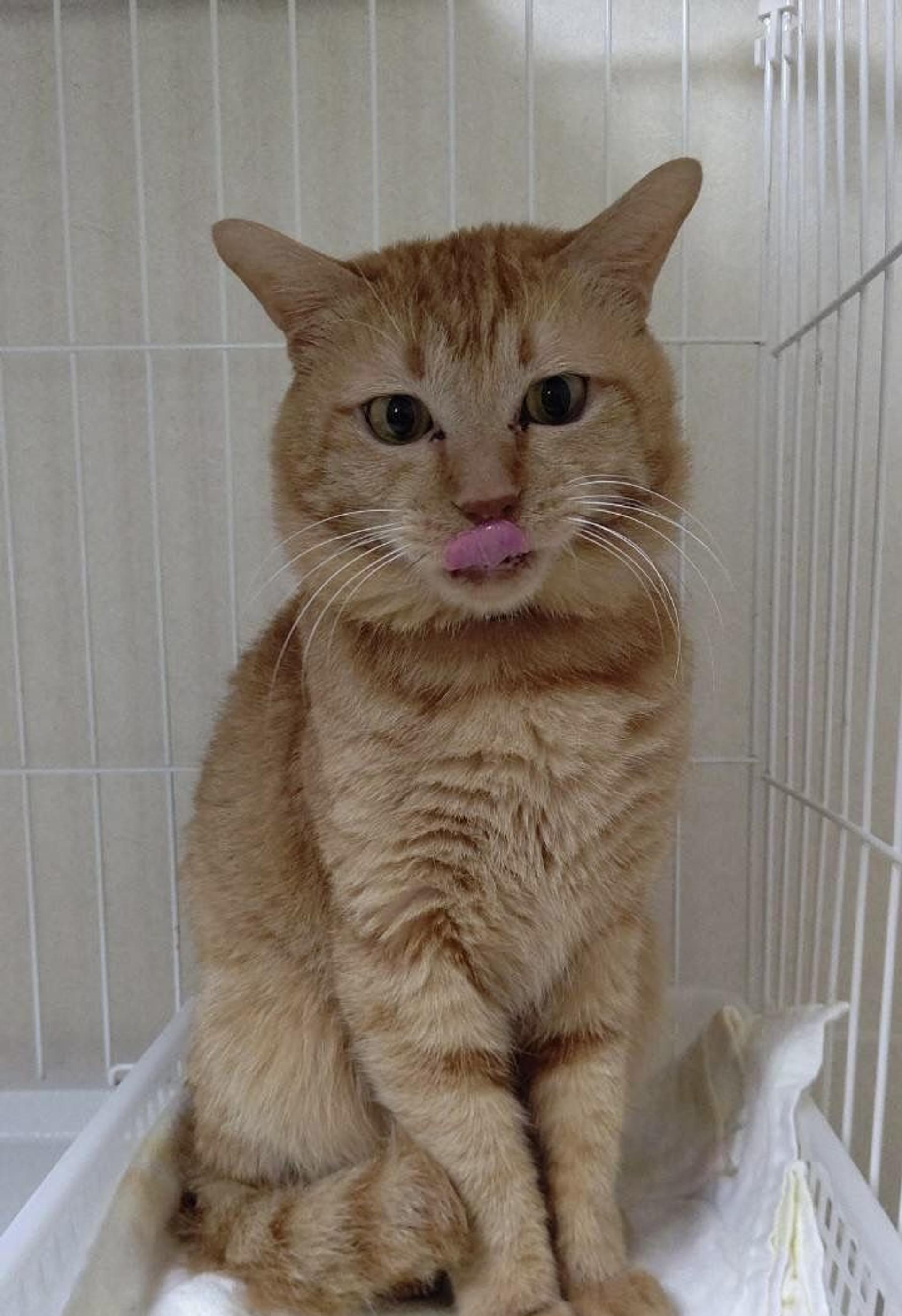 pet-image-6