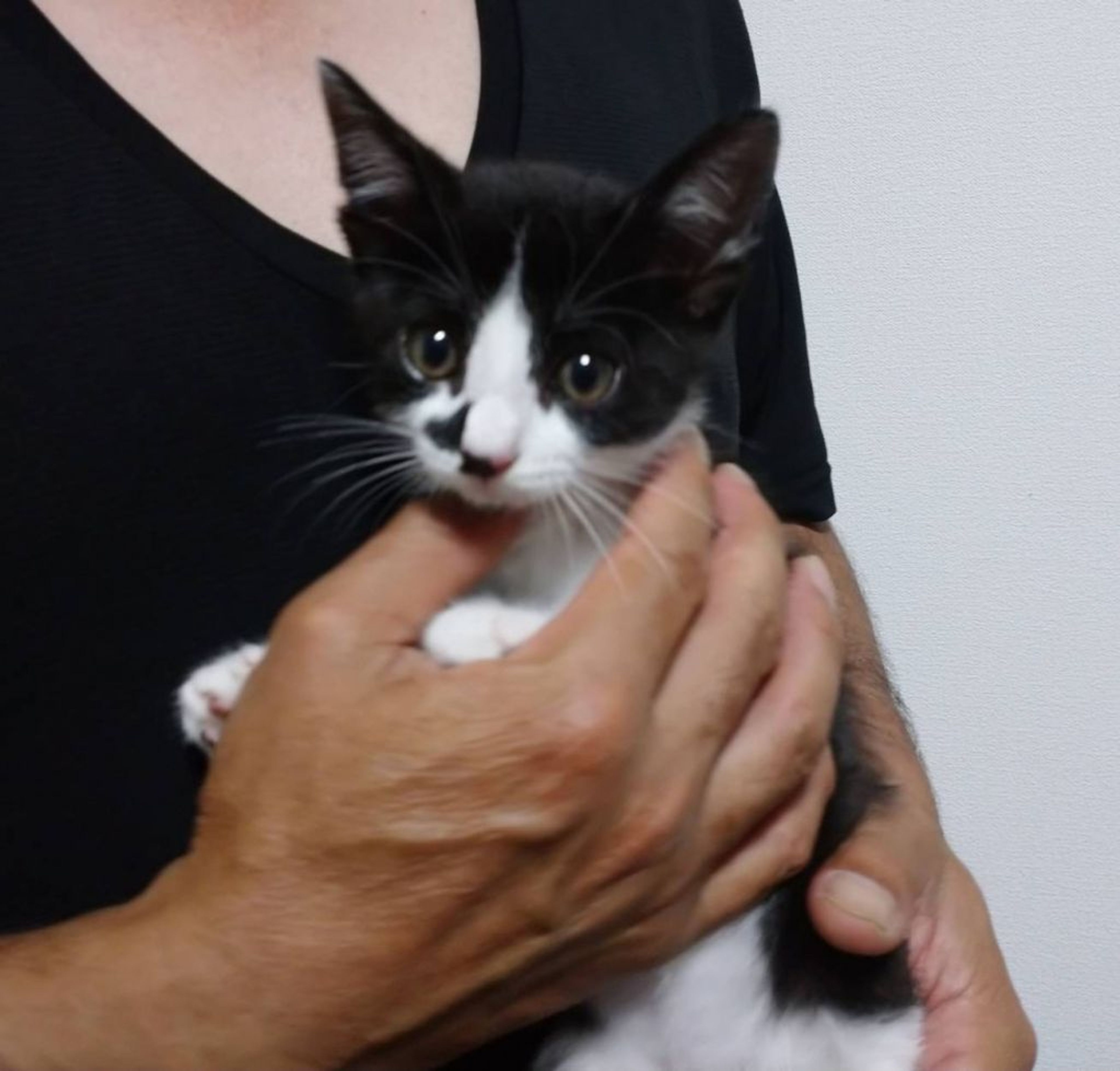 pet-image-3