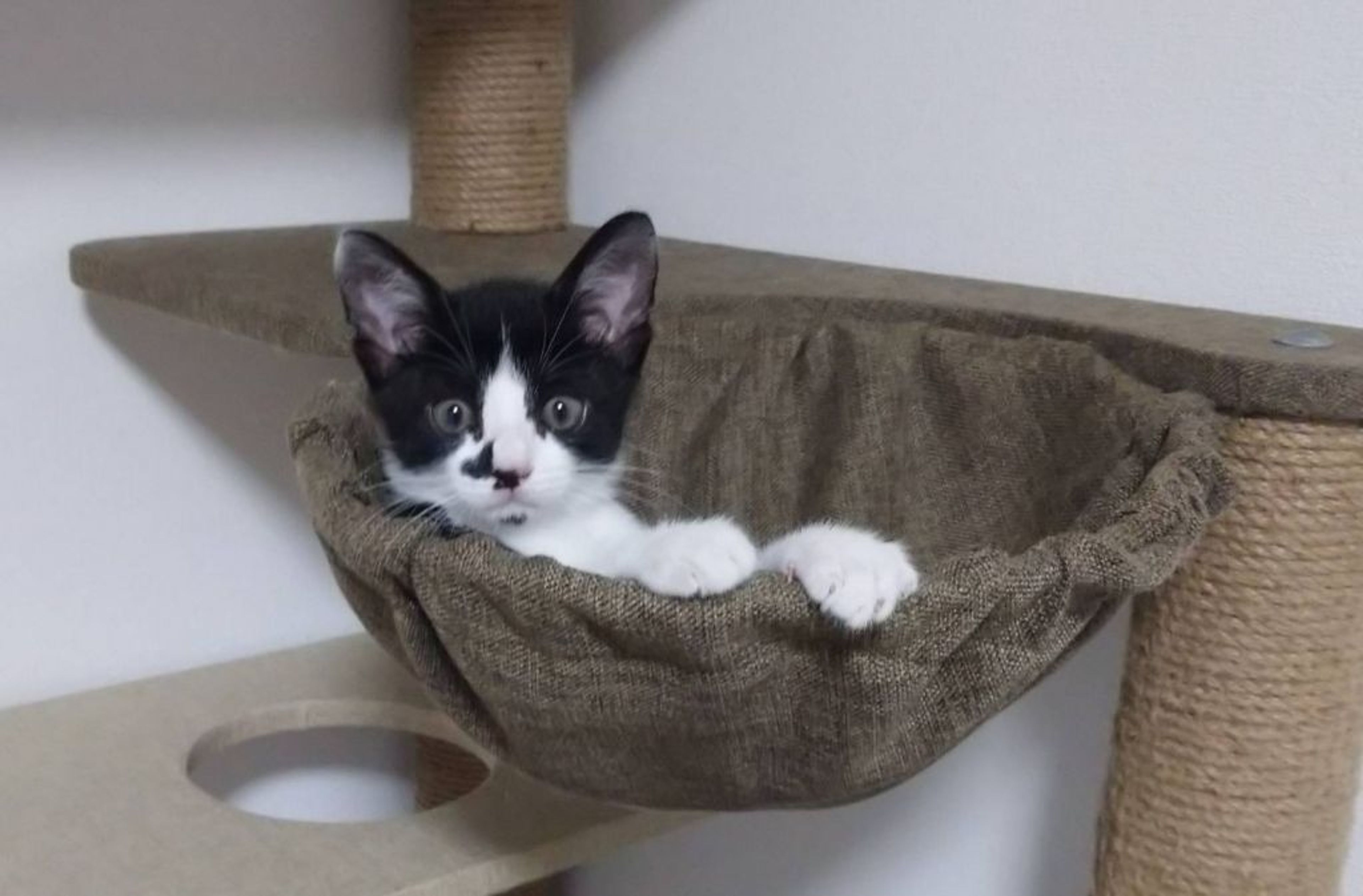 pet-image-4
