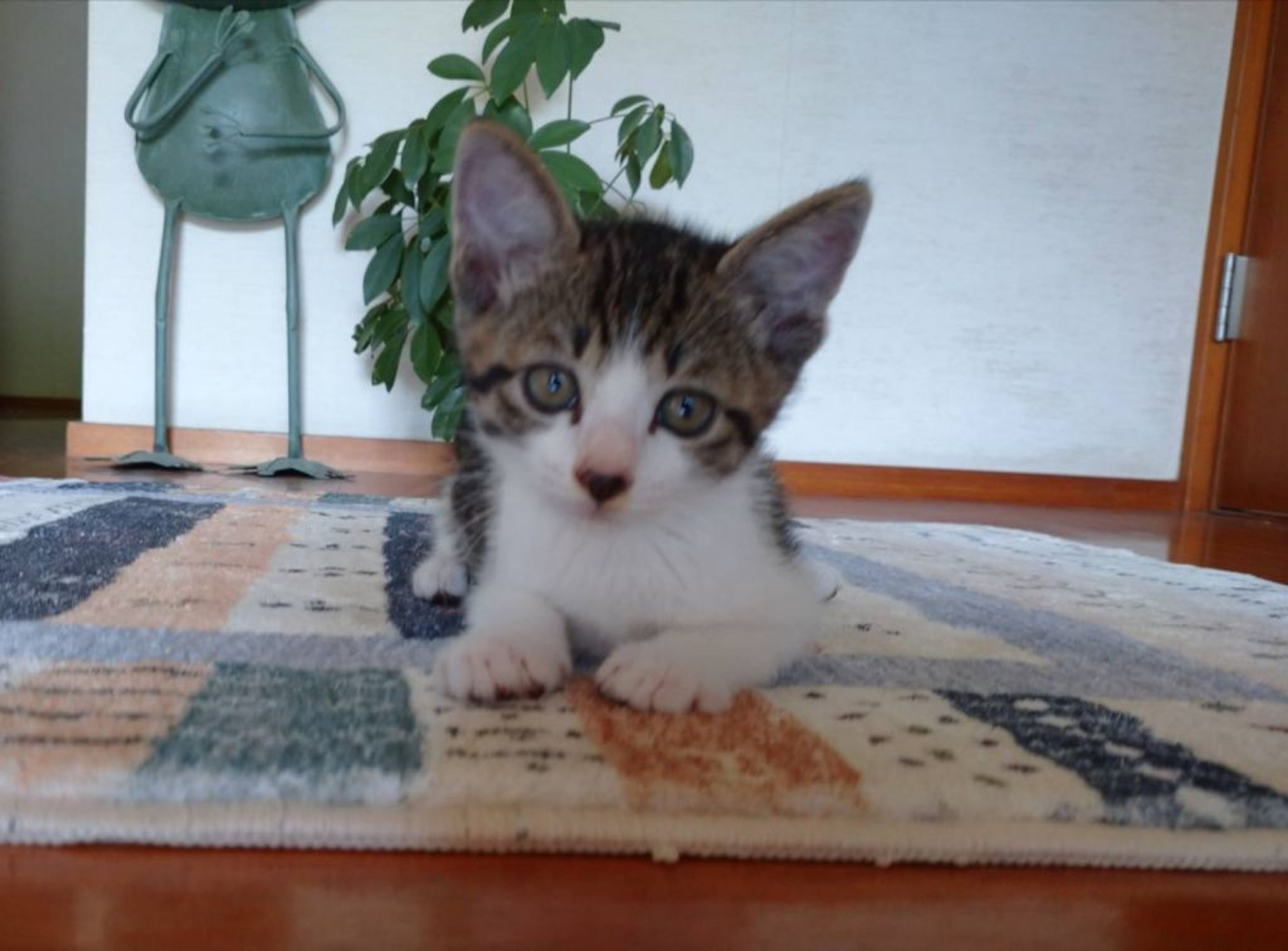 雑種（ミックス猫）・オスの里親募集の写真