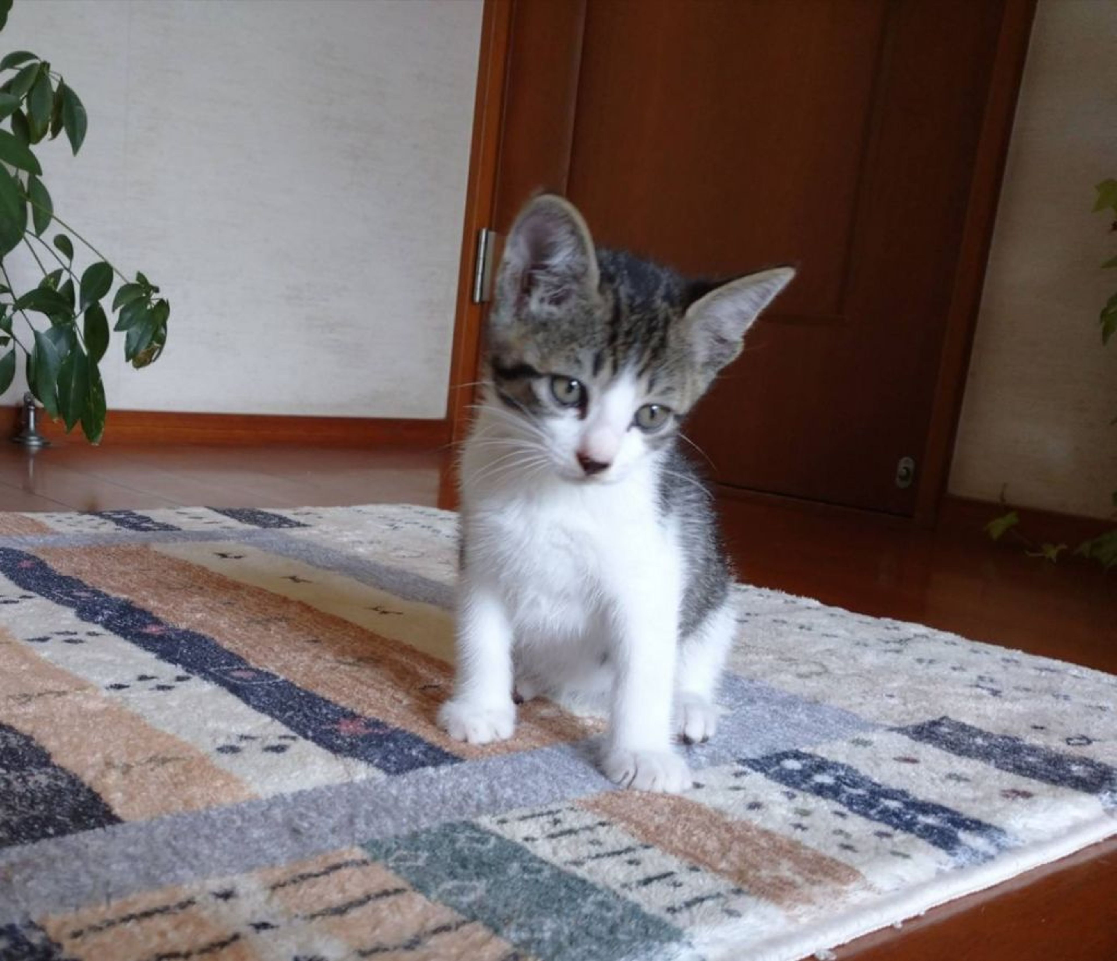 pet-image-2