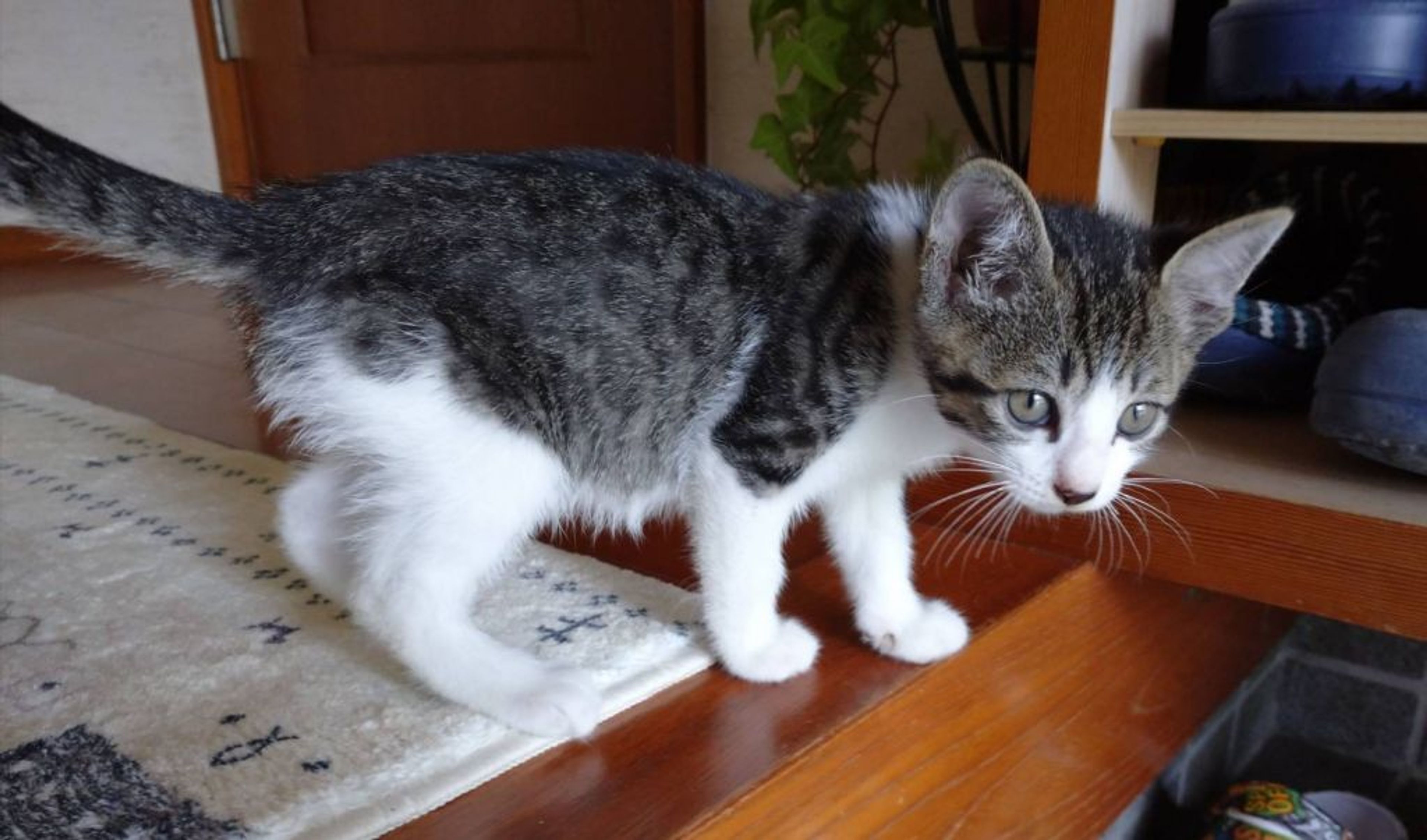 pet-image-3
