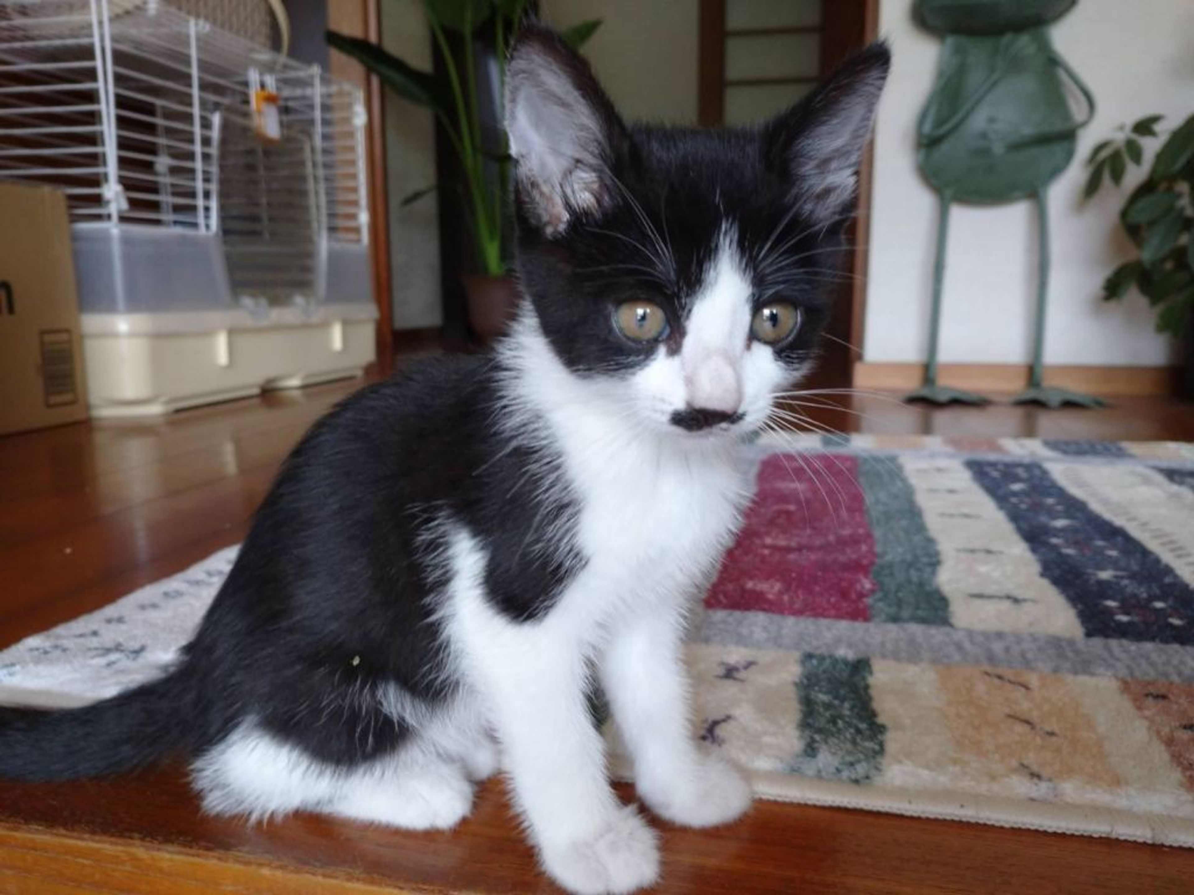 pet-image-2