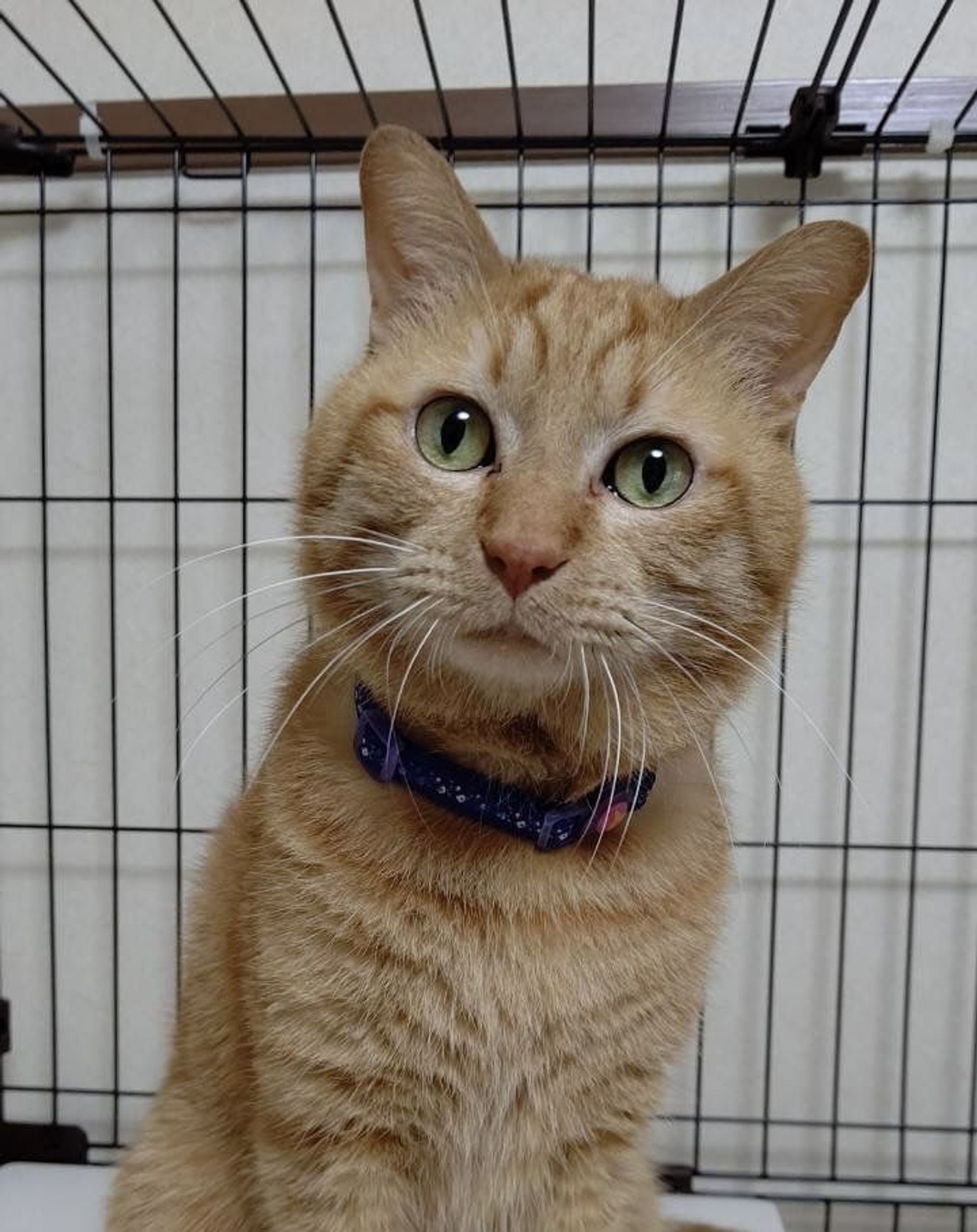 雑種（ミックス猫）・オスの里親募集の写真