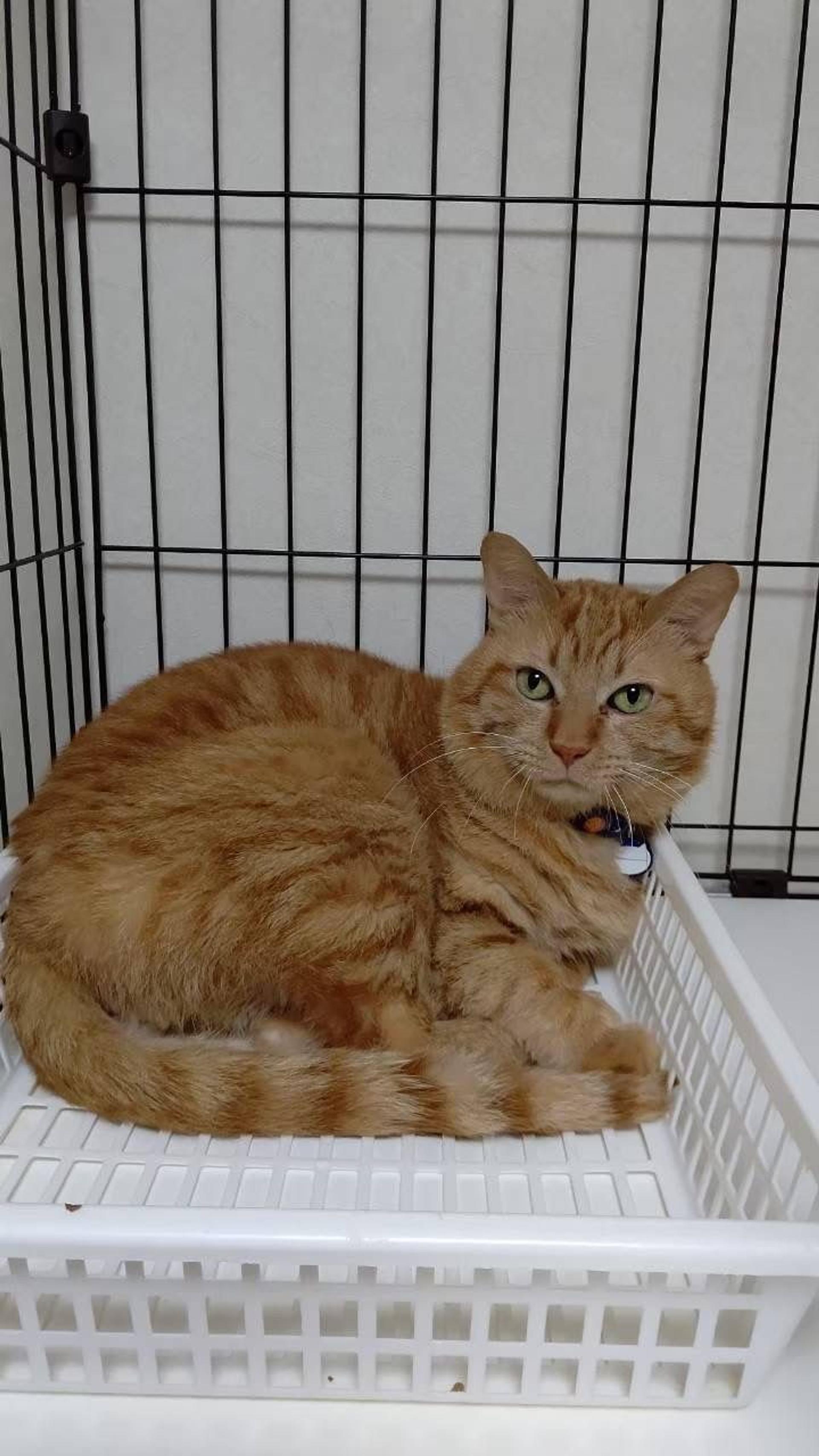 pet-image-4