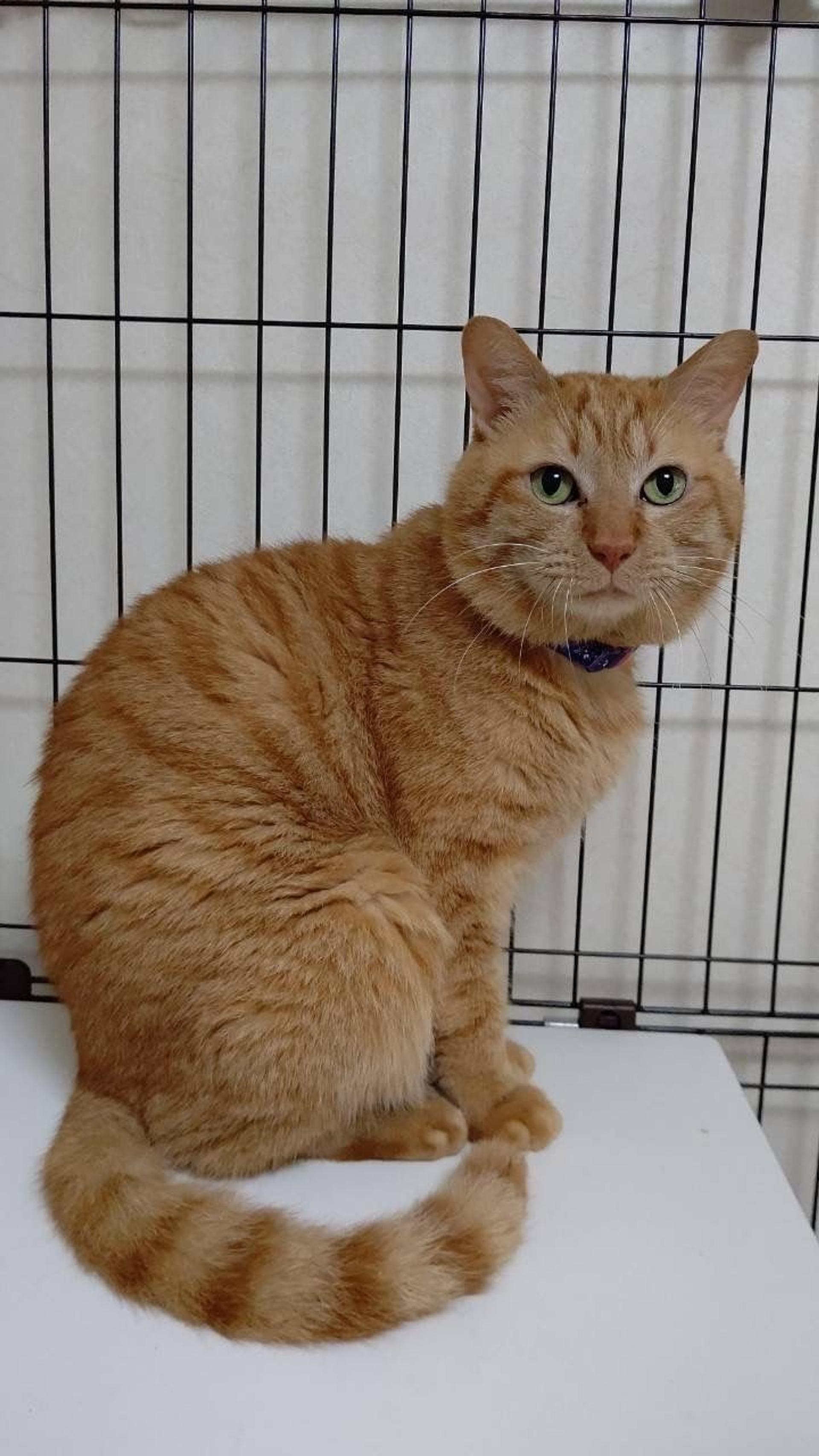 pet-image-5