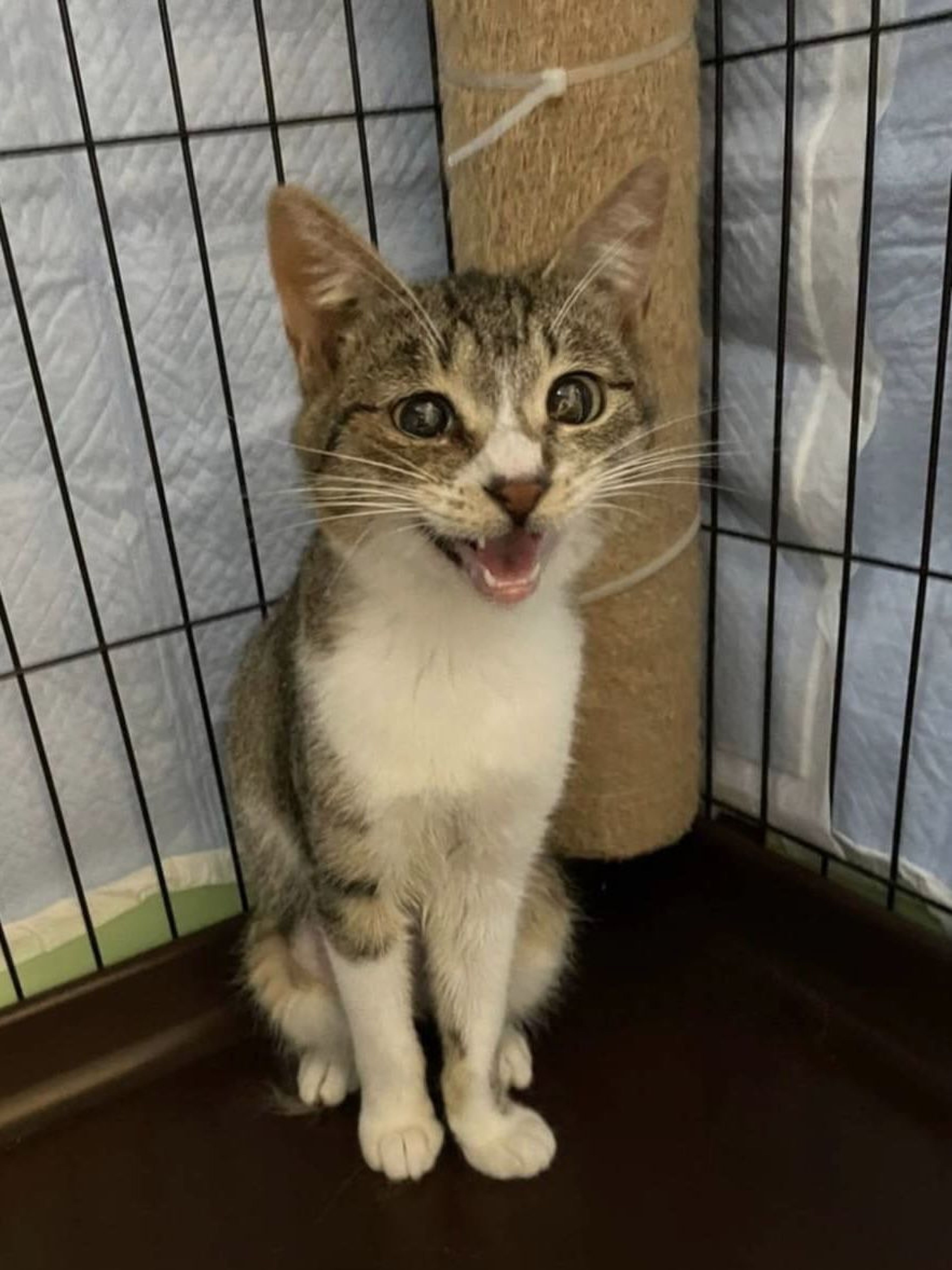 pet-image-3