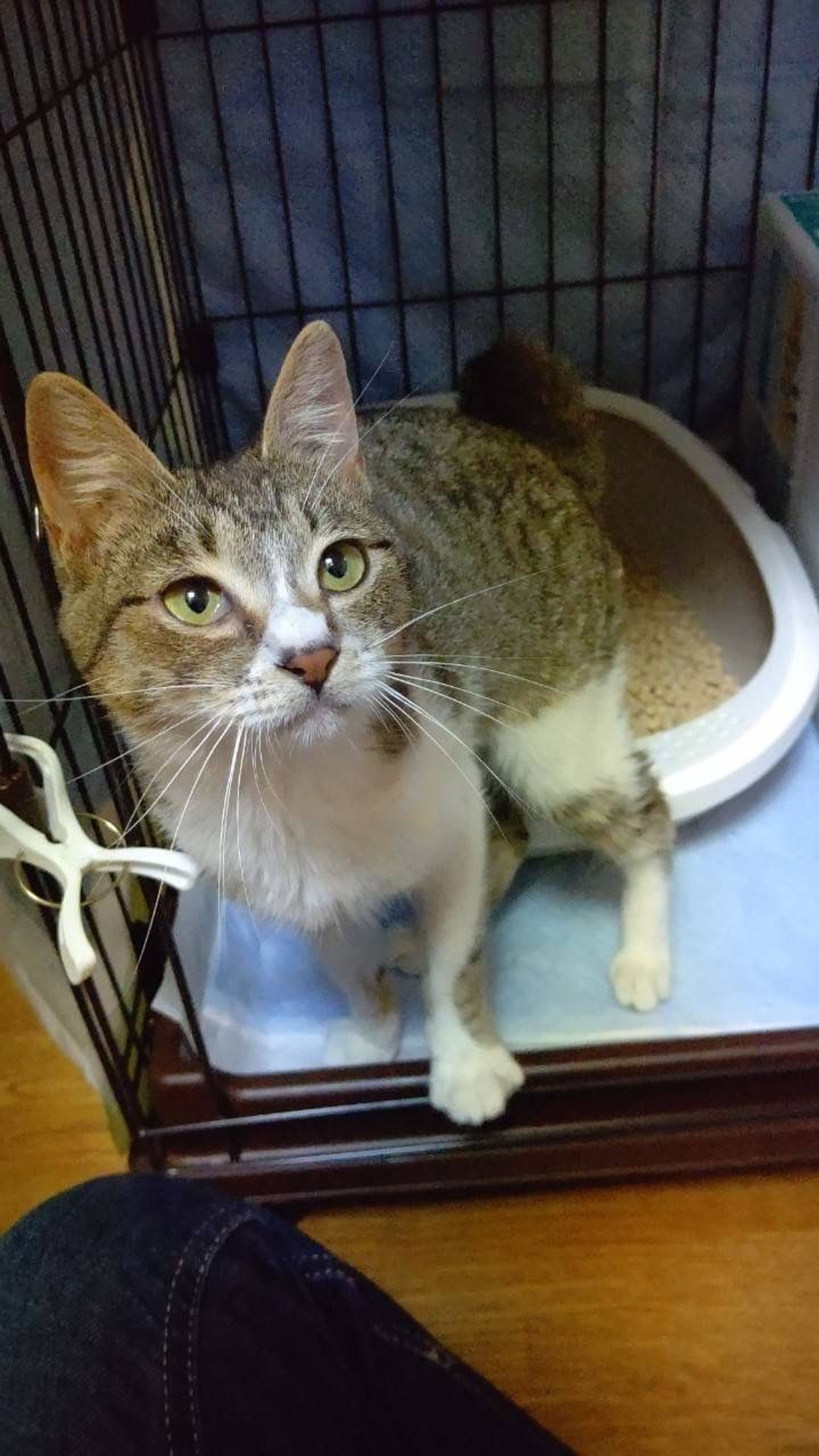 pet-image-5