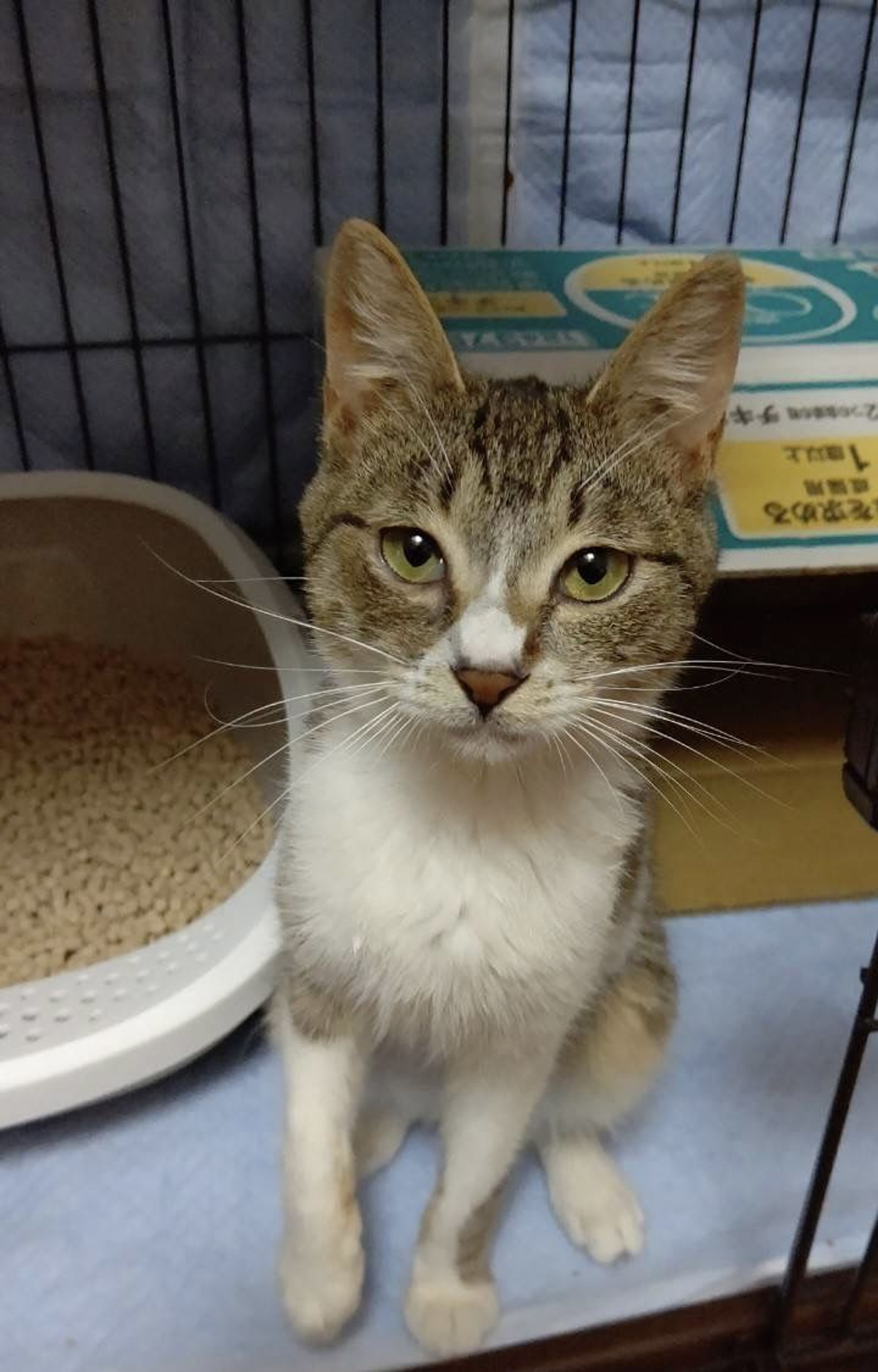 pet-image-7