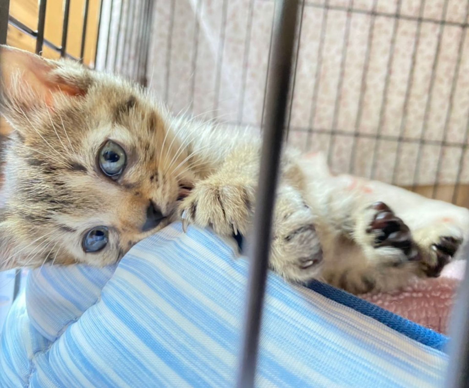 雑種（ミックス猫）・メスの里親募集の写真