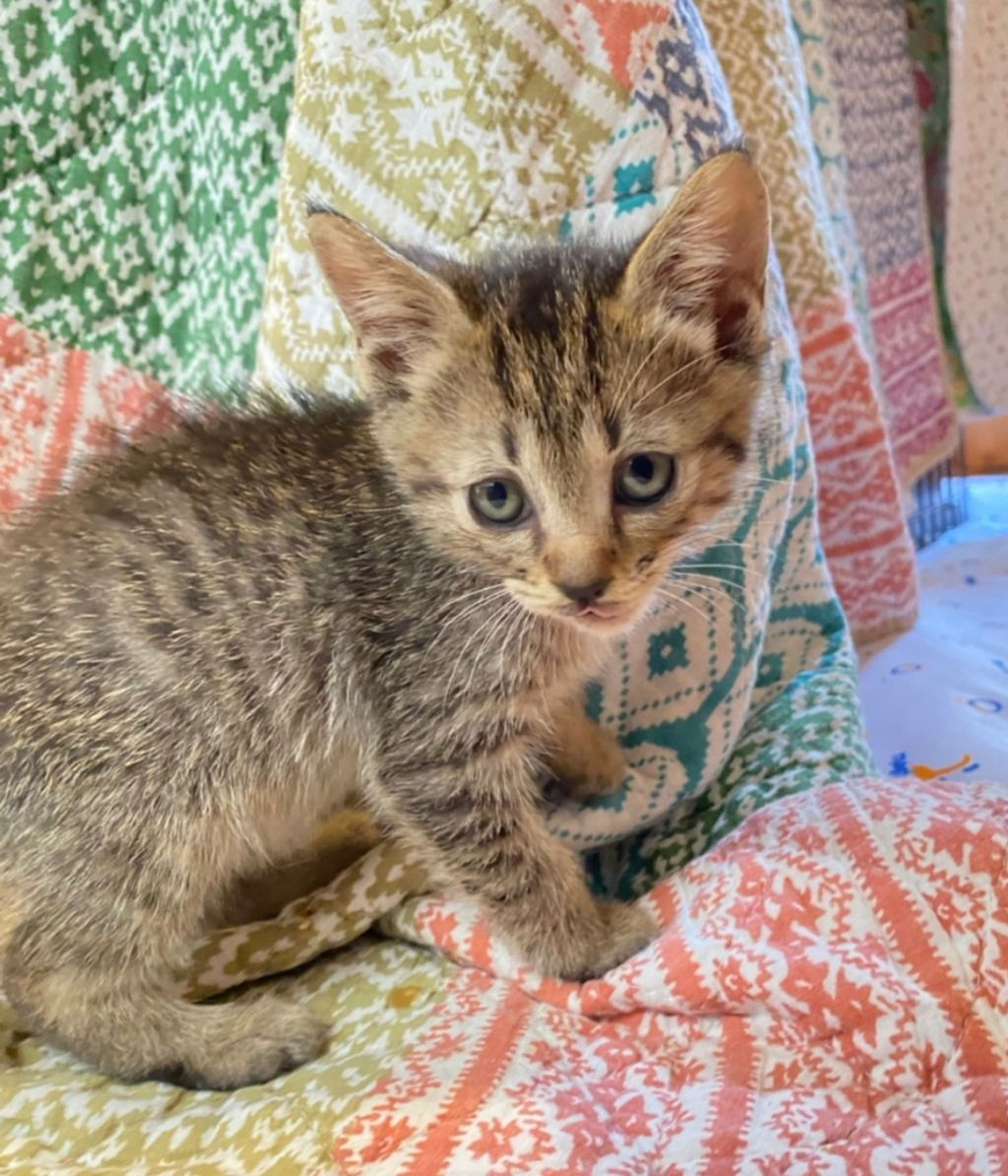 pet-image-5