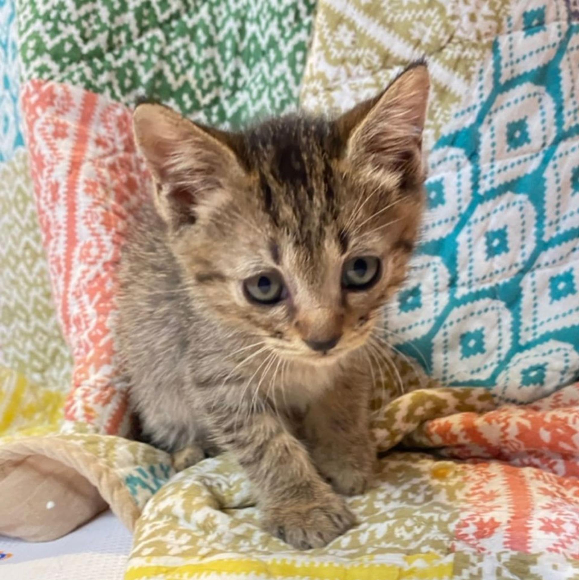 pet-image-7