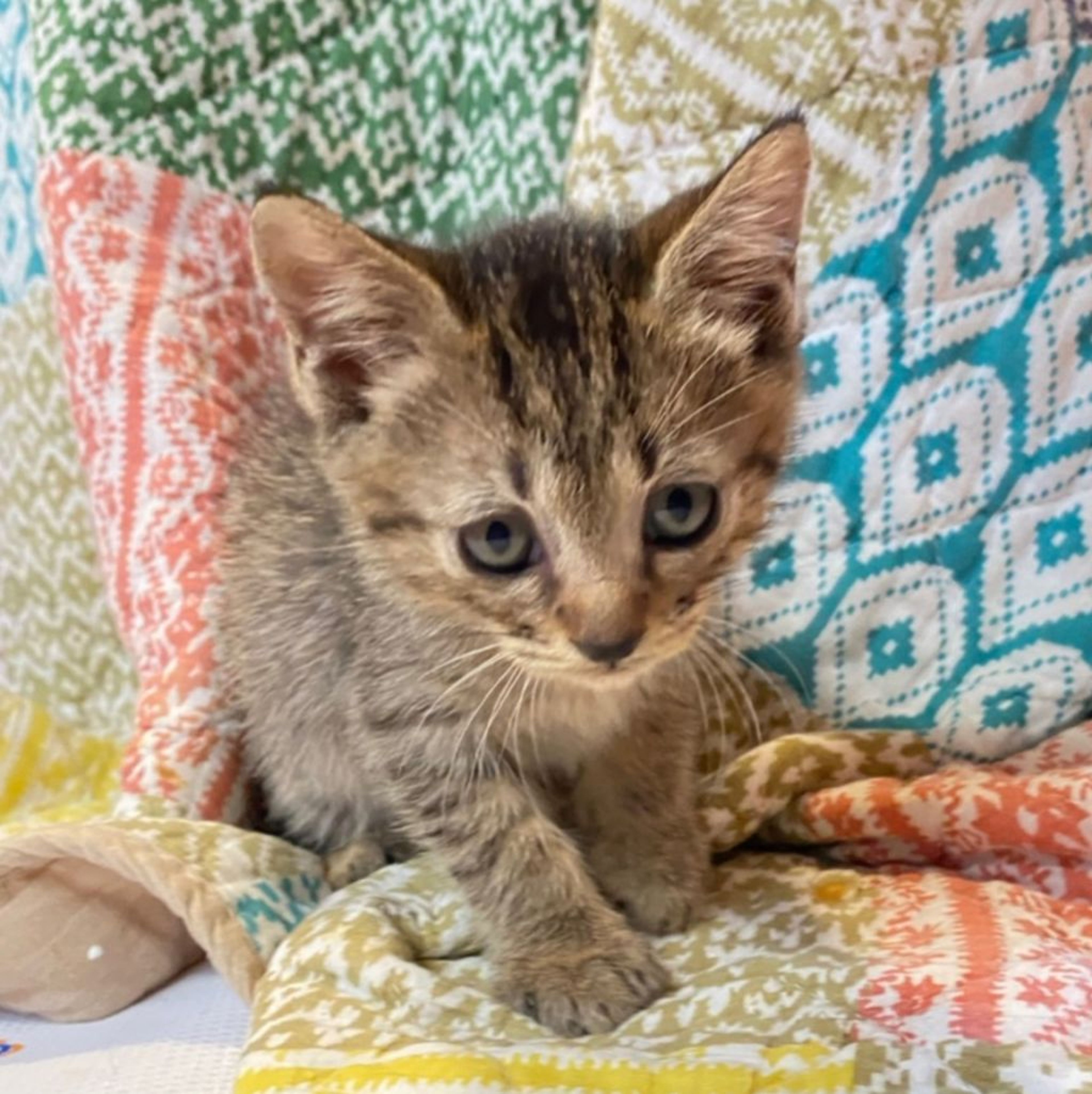 pet-image-7