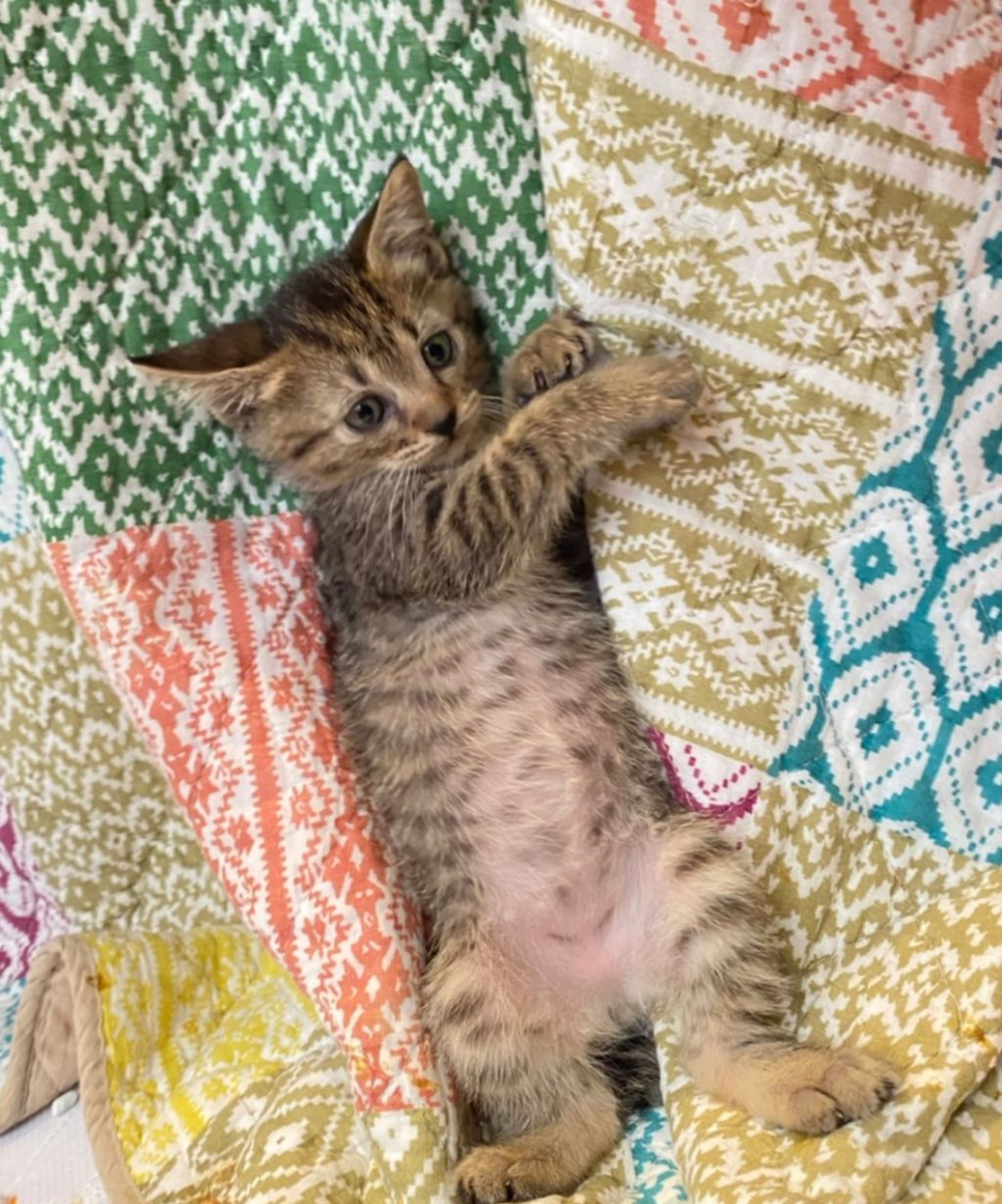 pet-image-8