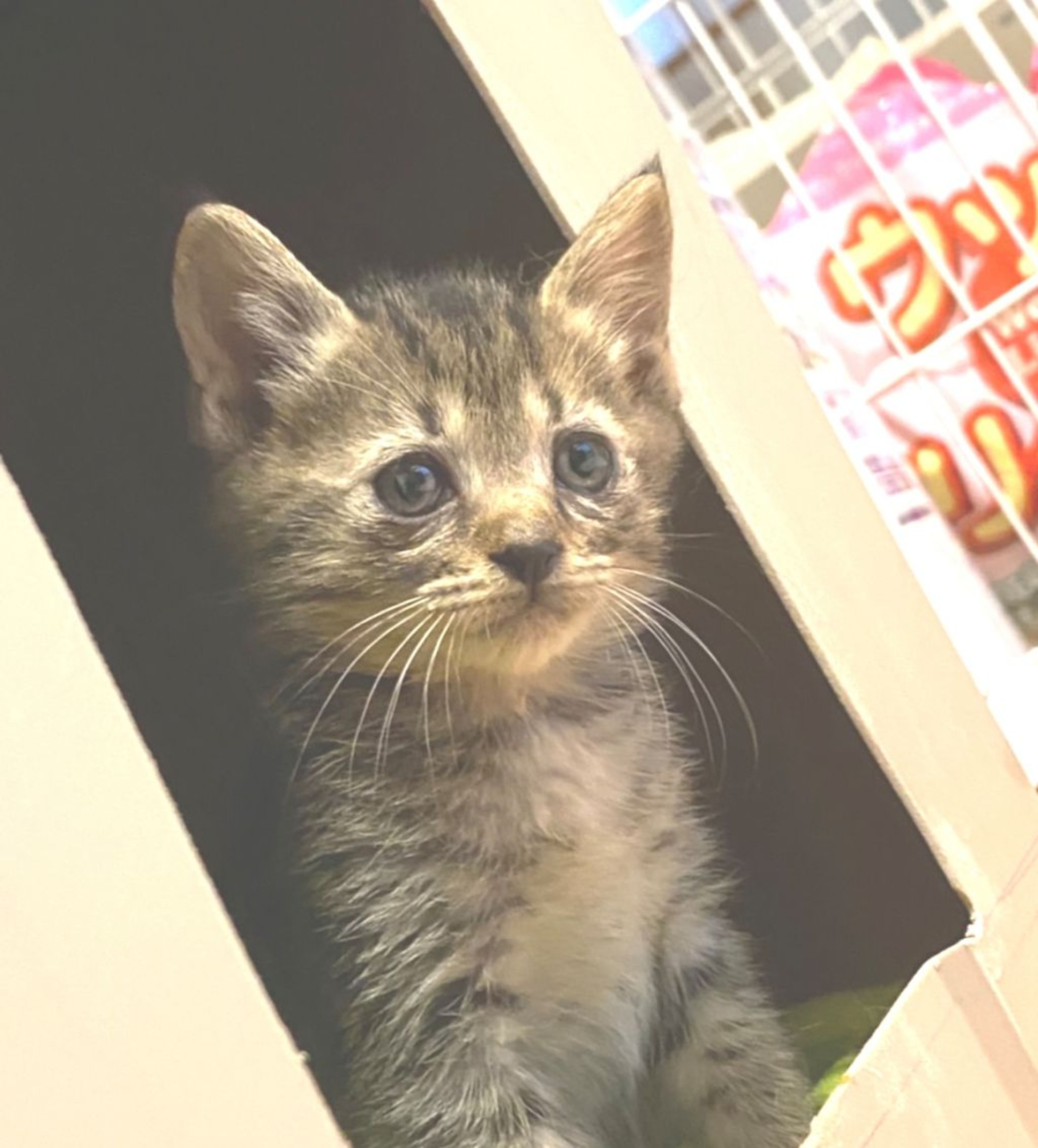 pet-image-9