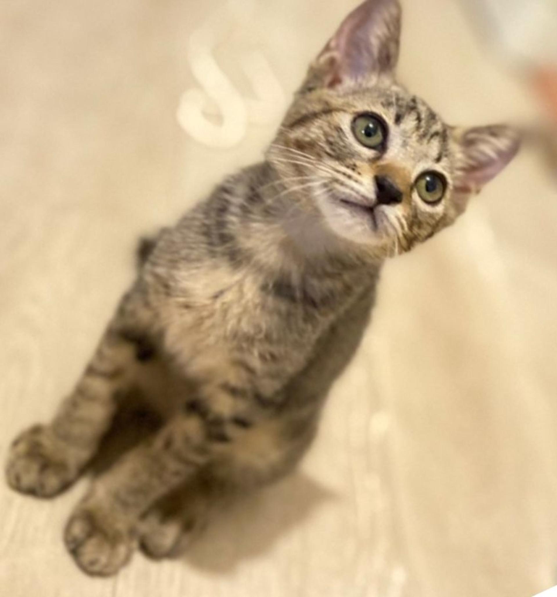 pet-image-2
