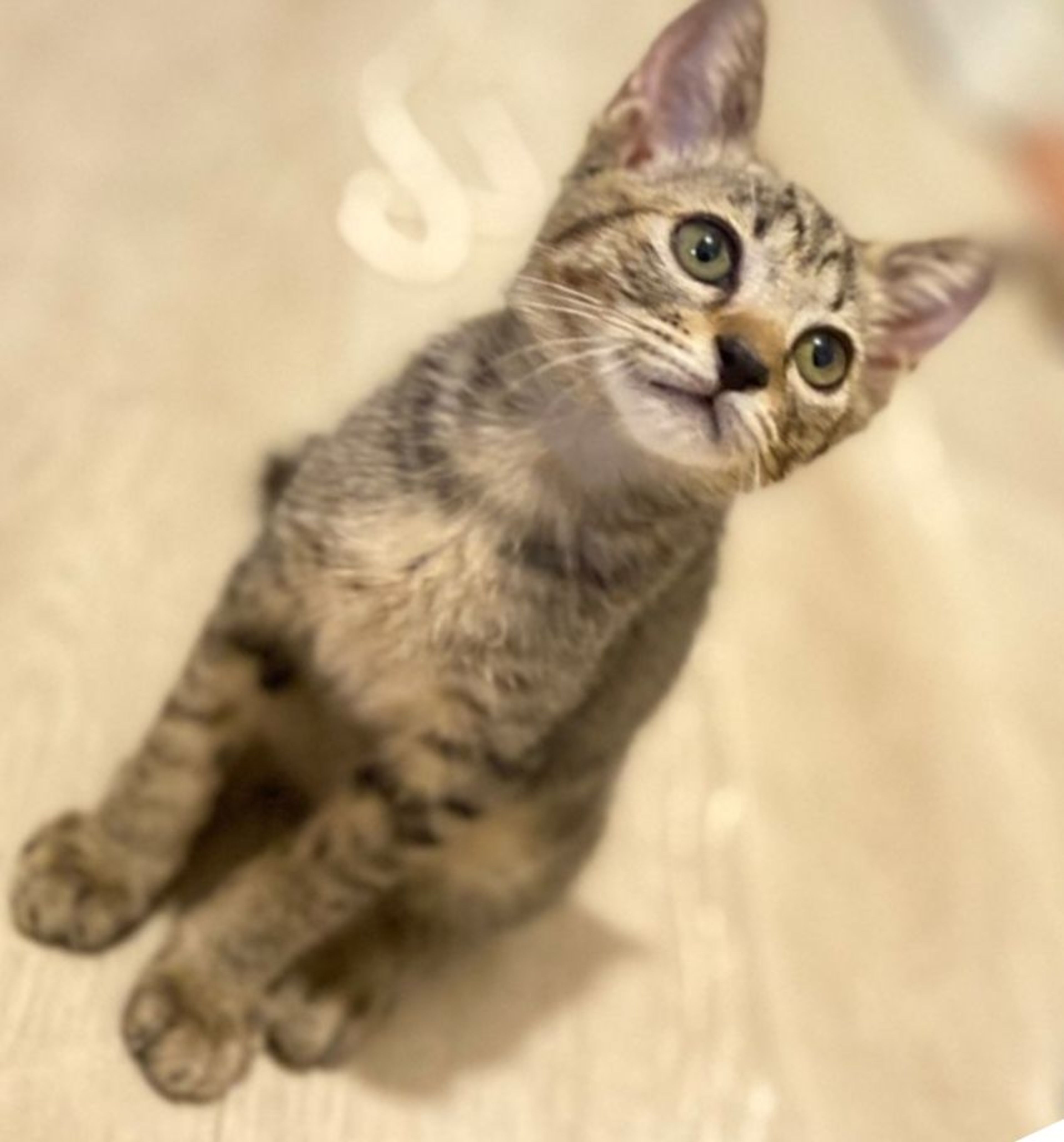 pet-image-2