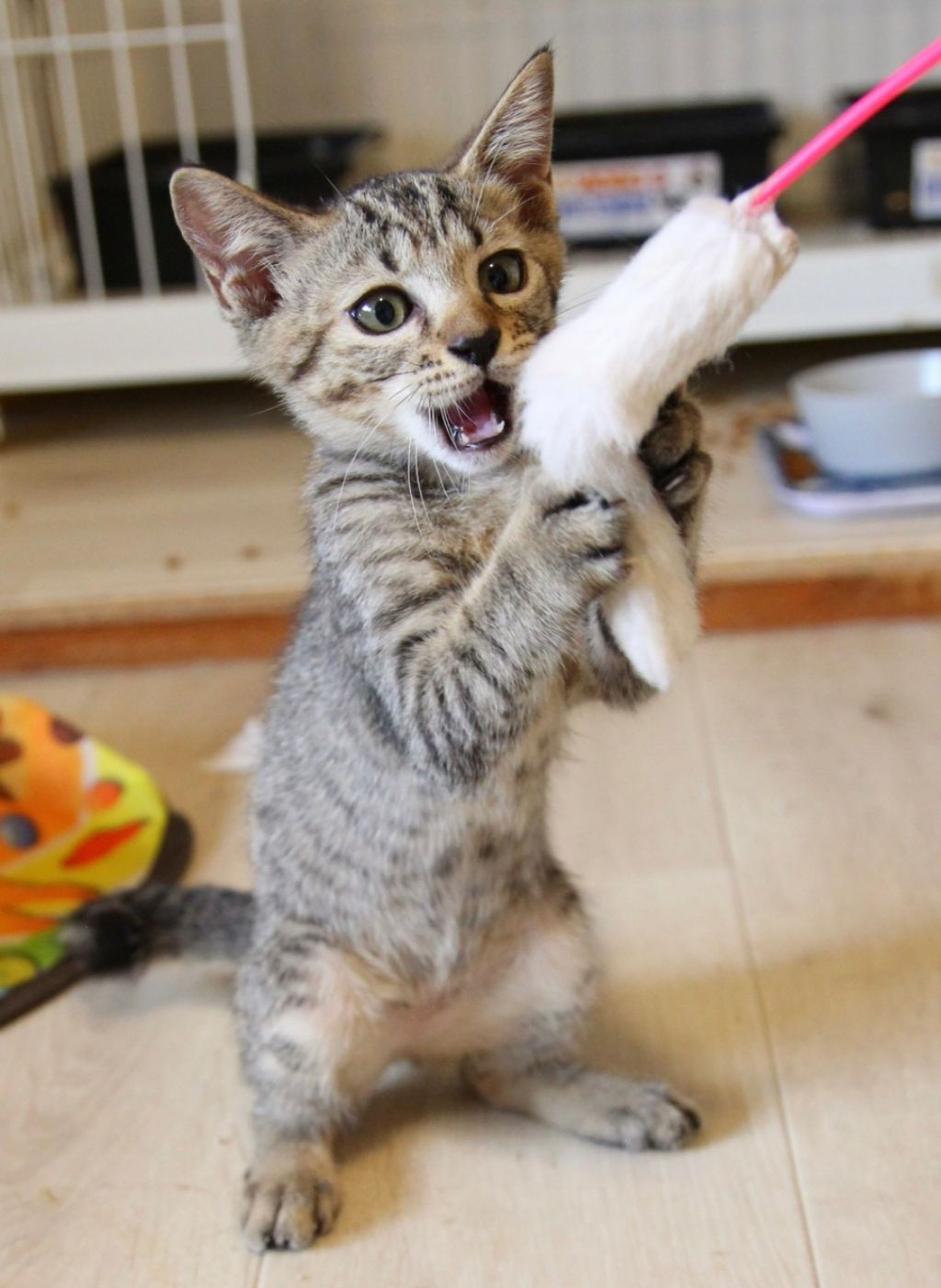 pet-image-4
