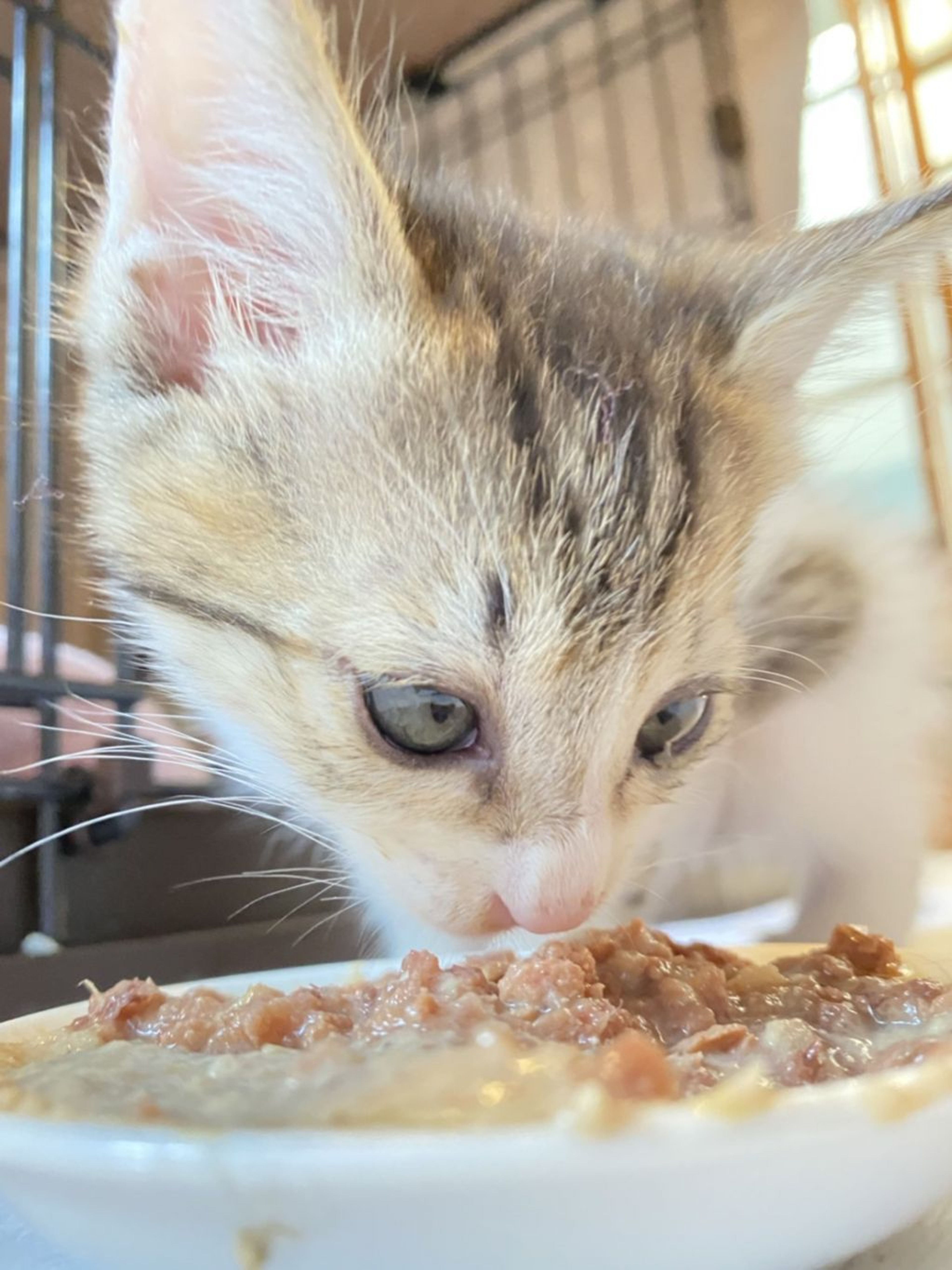 pet-image-4