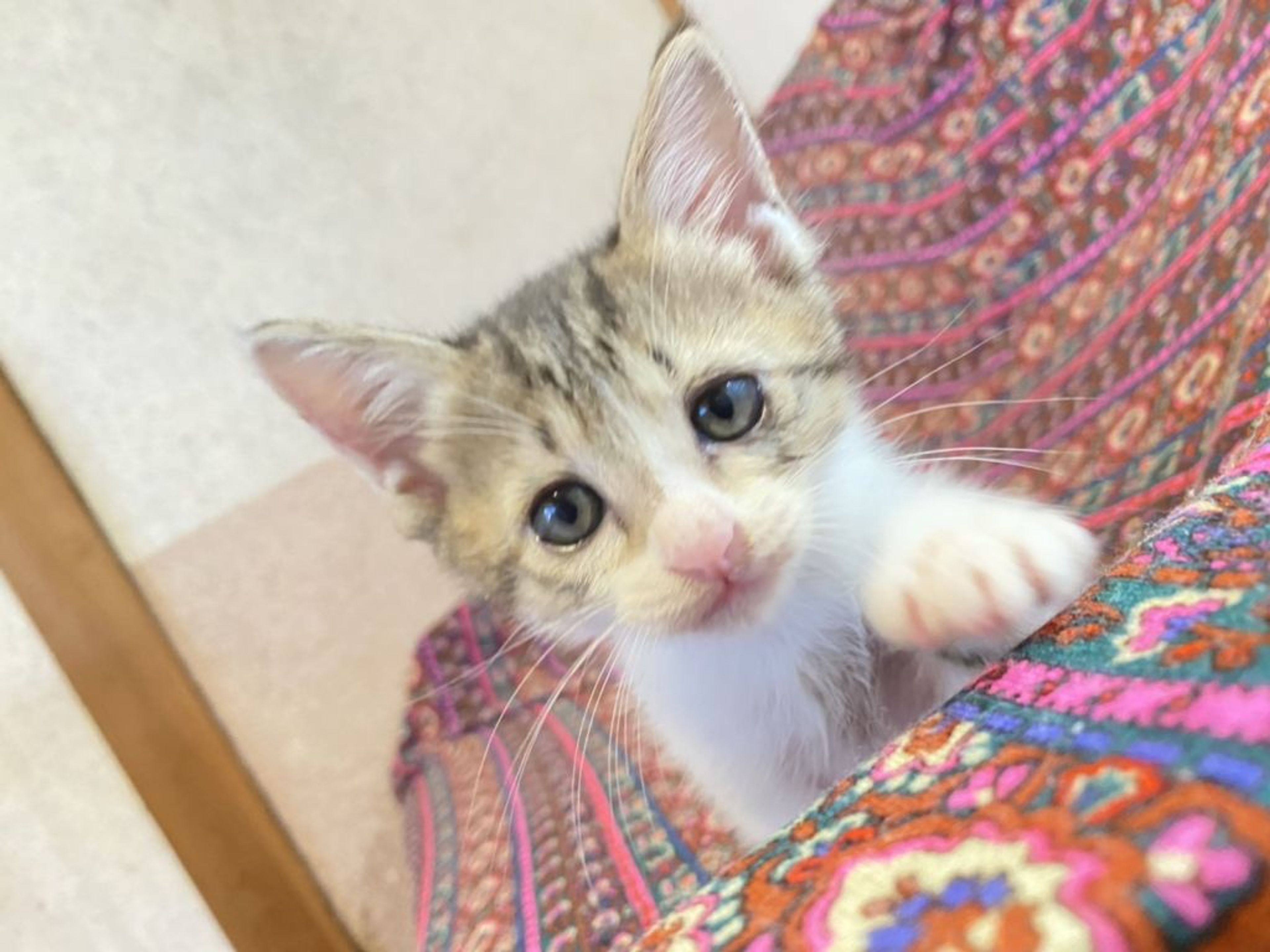 pet-image-9