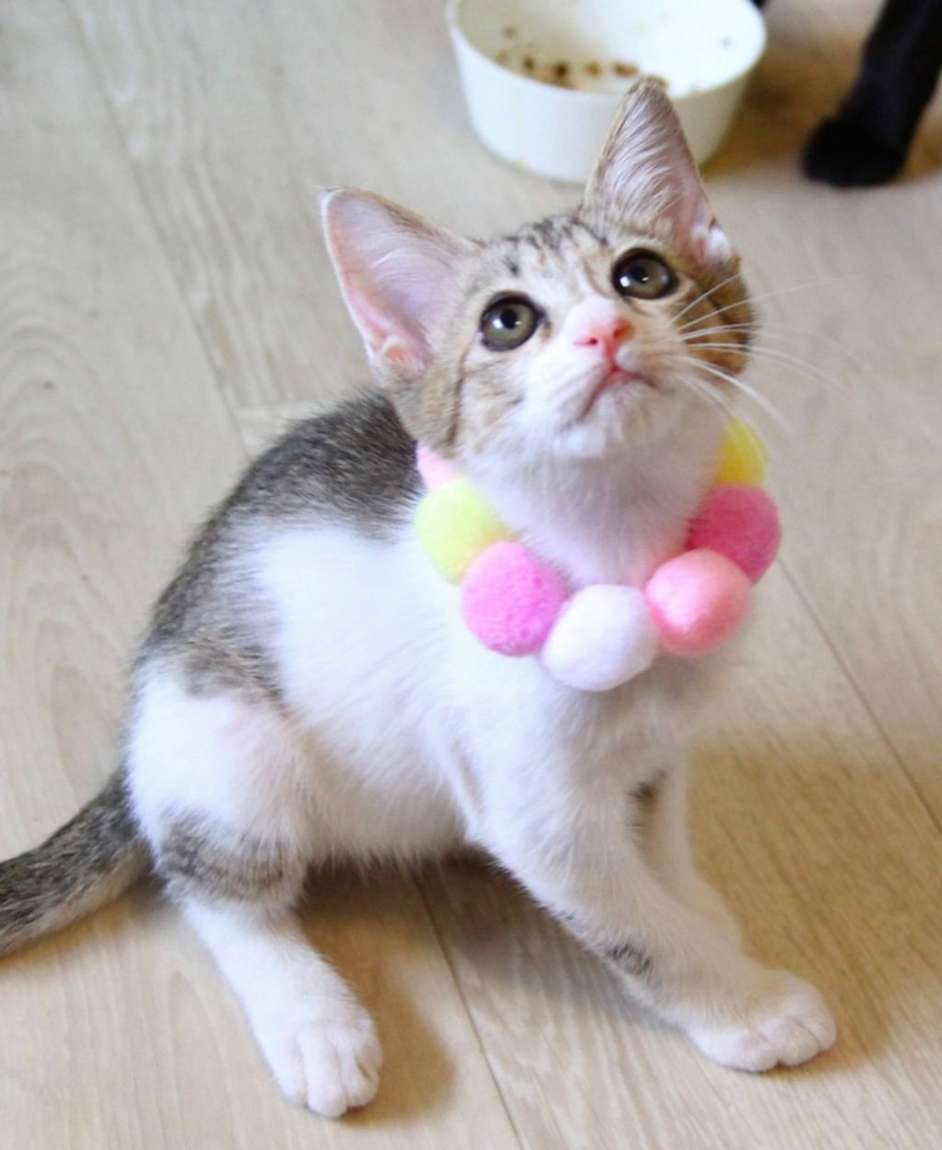 雑種（ミックス猫）・メスの里親募集の写真