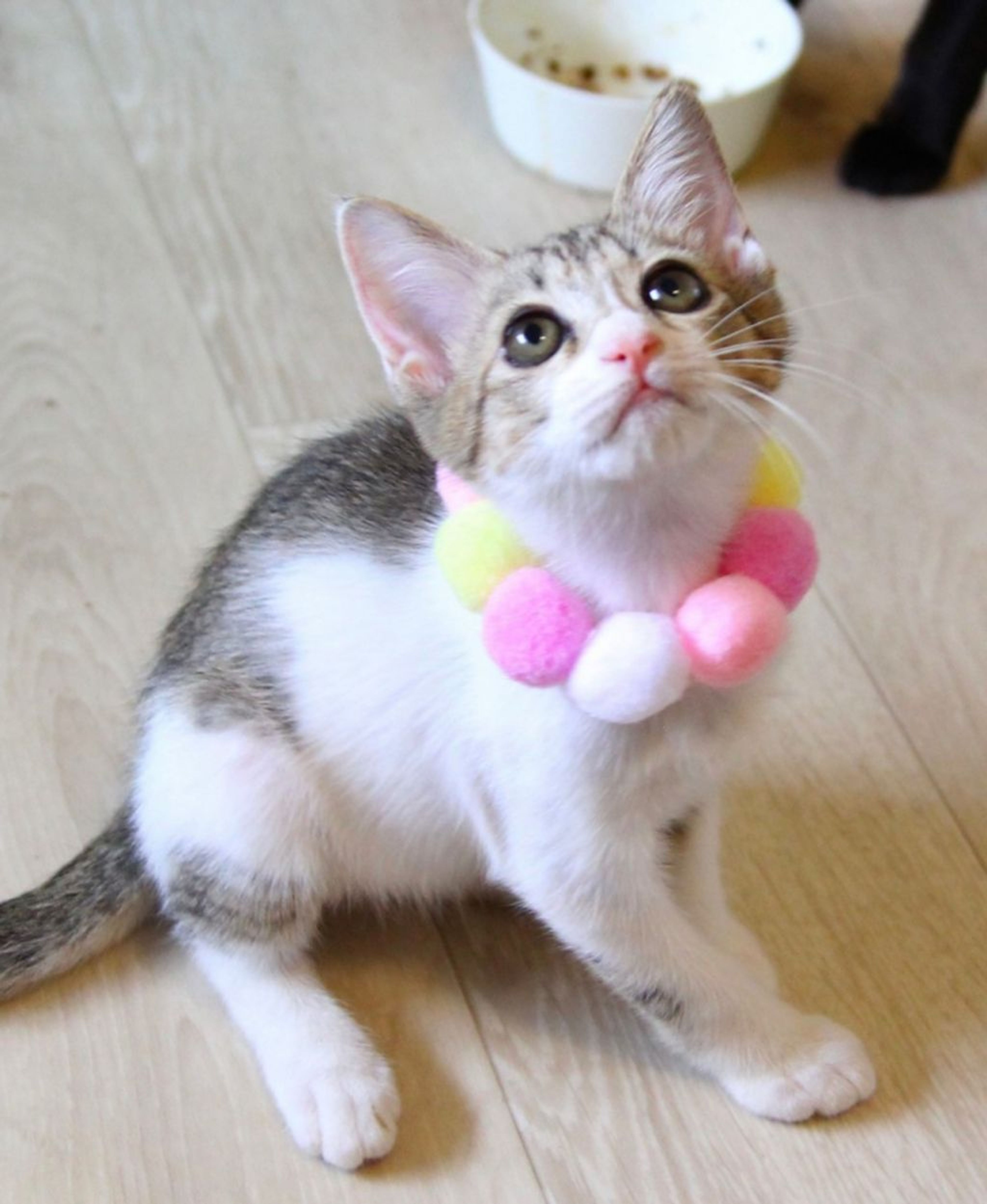 雑種（ミックス猫）・メスの里親募集の写真