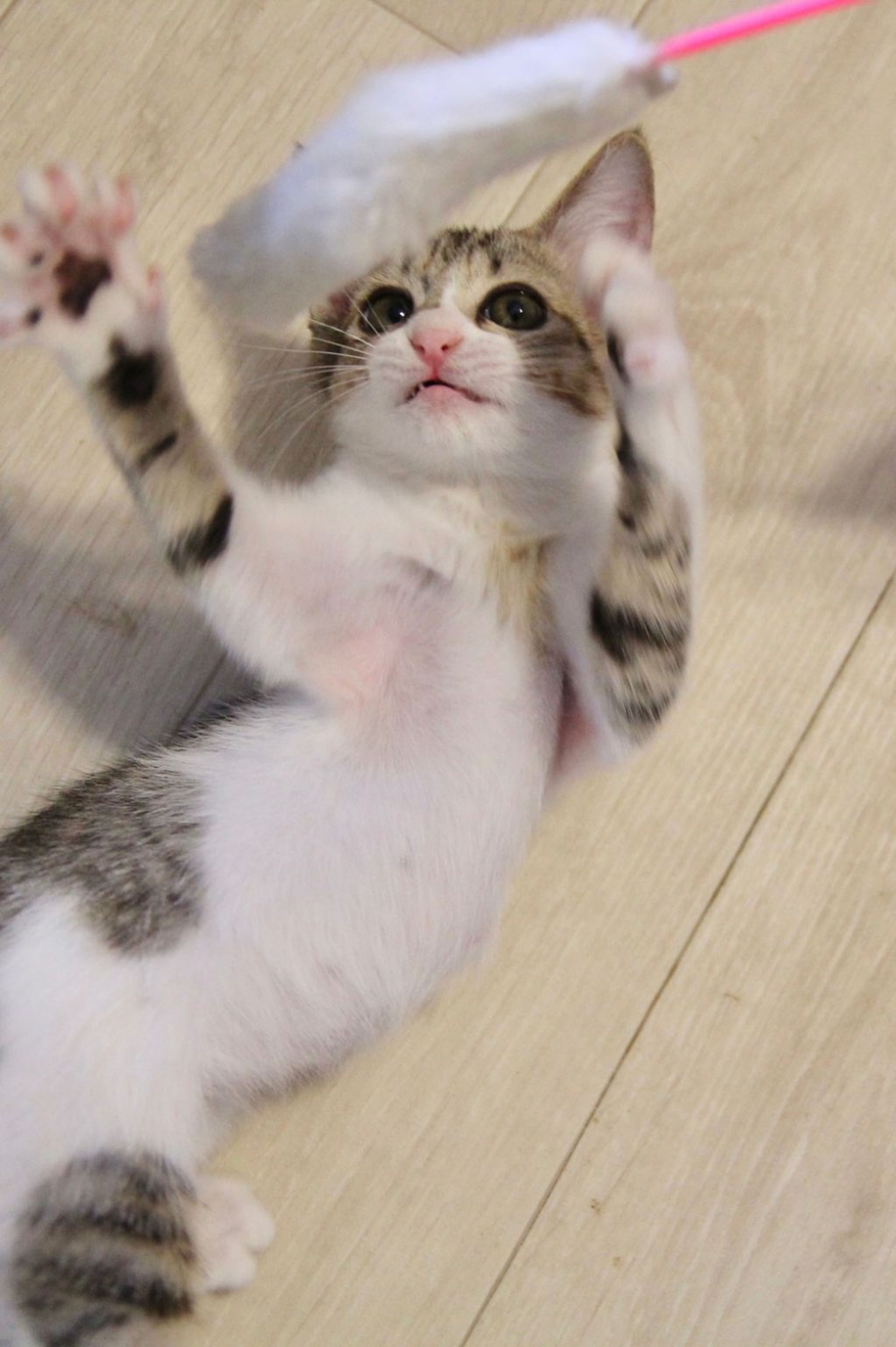 pet-image-5