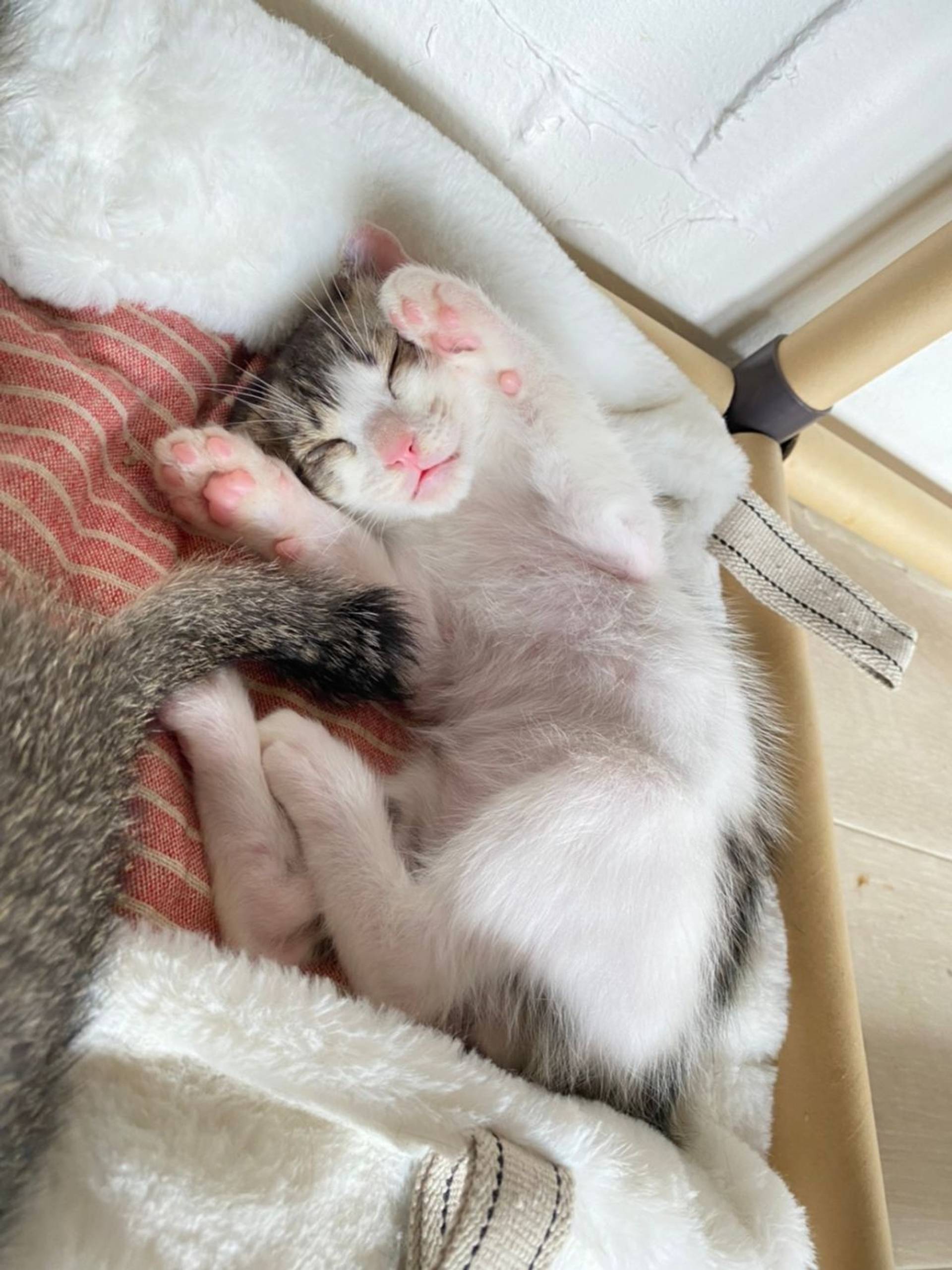 雑種（ミックス猫）・オスの里親募集の写真