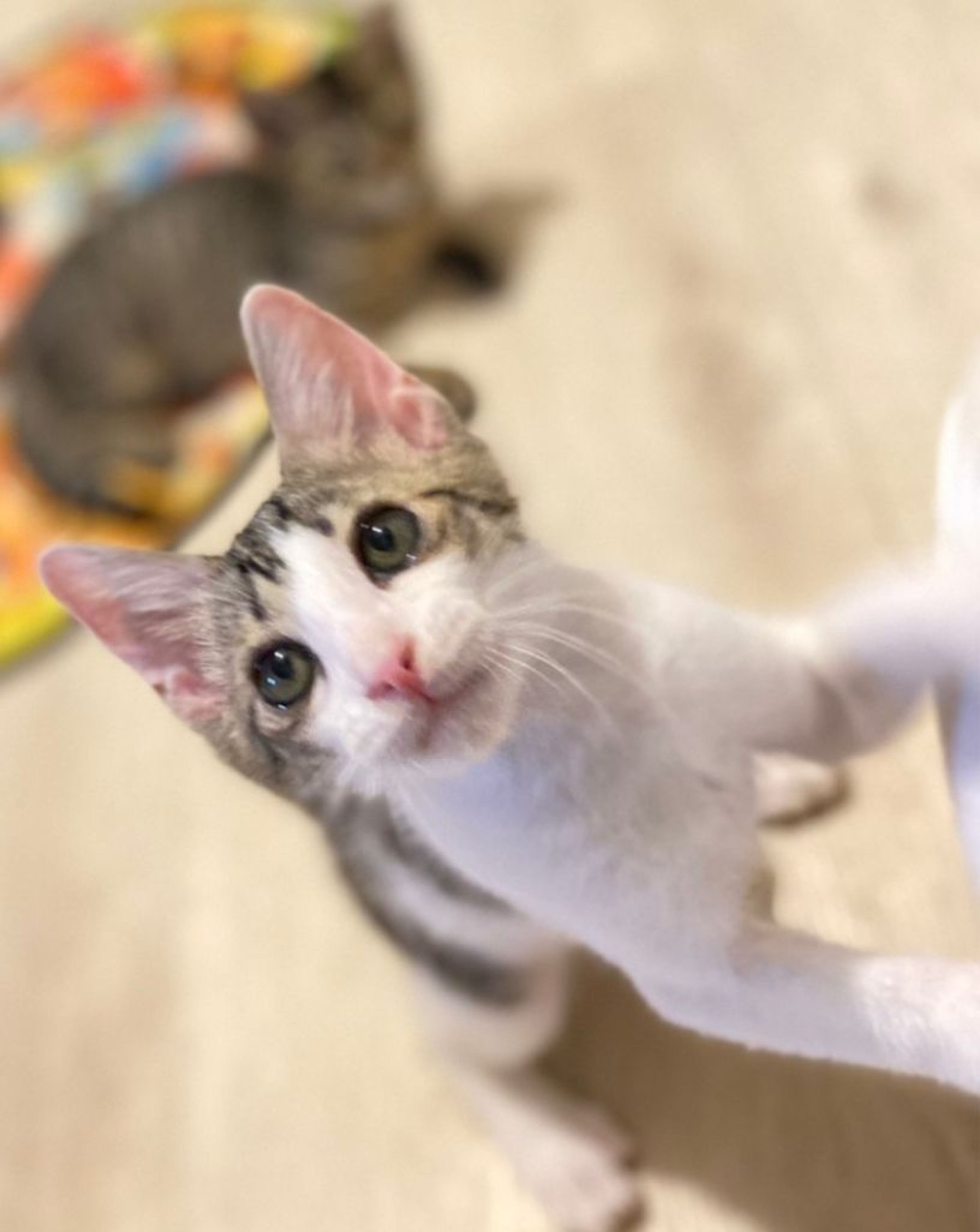 pet-image-6