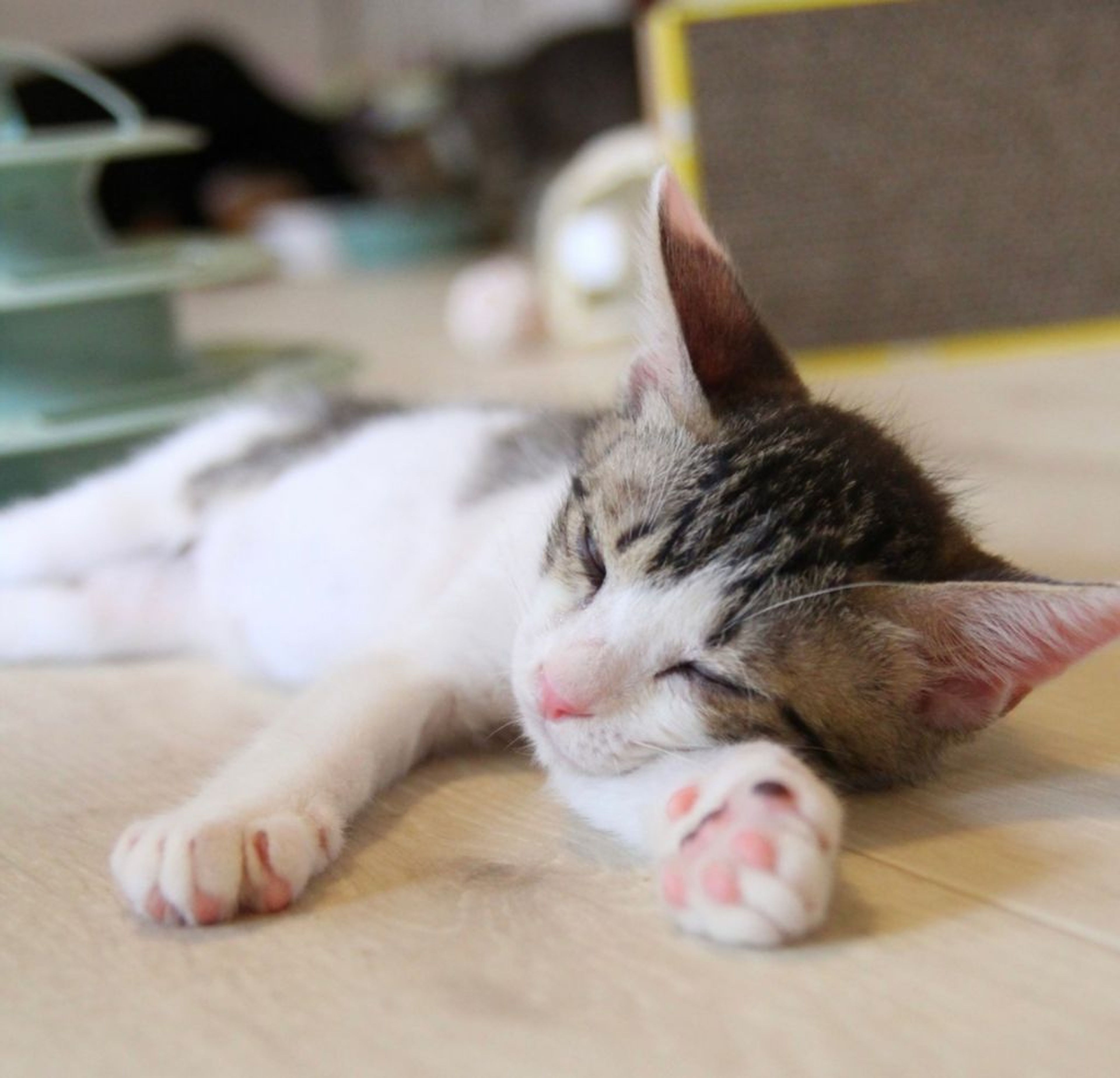 pet-image-4