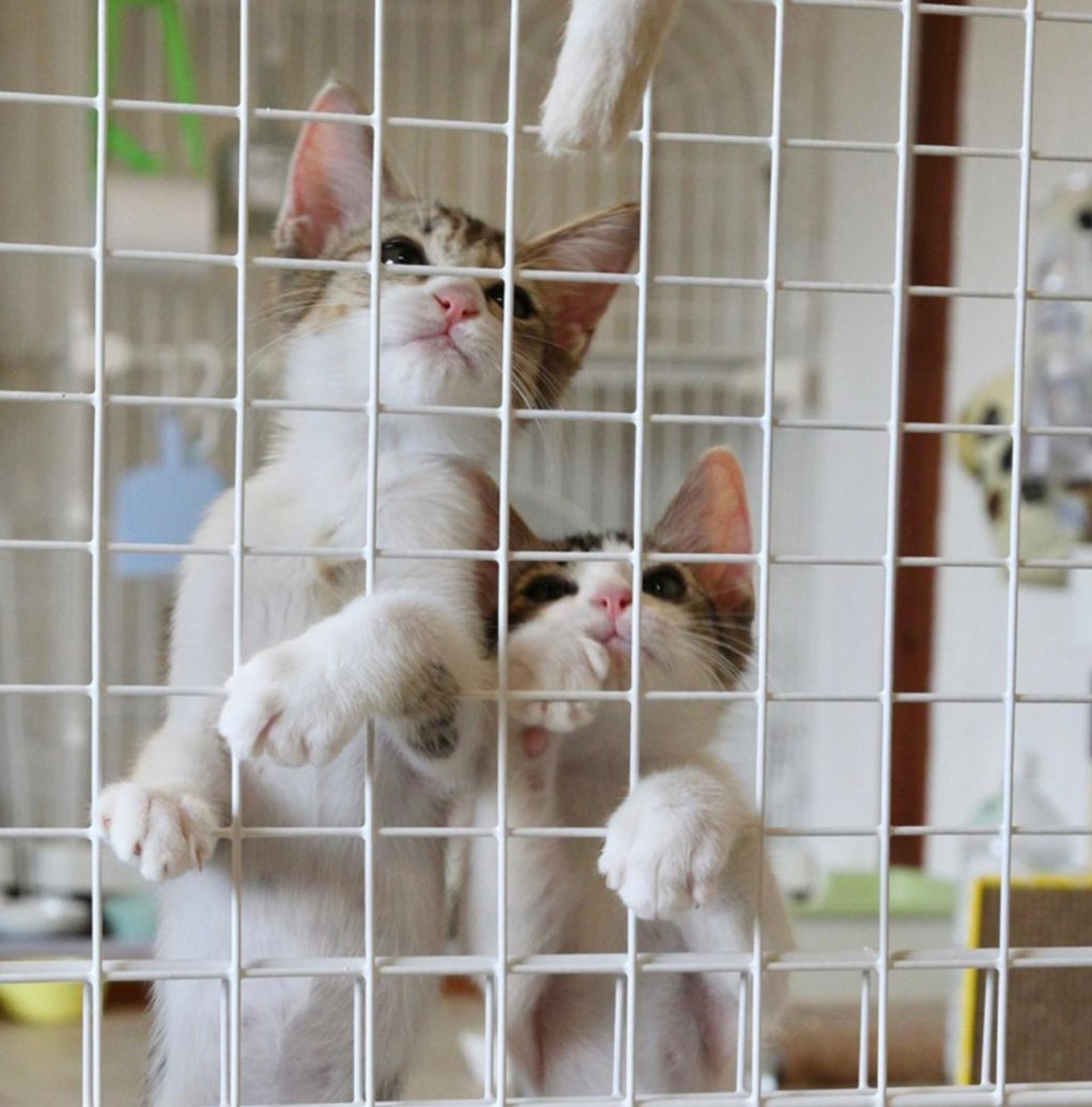 pet-image-8