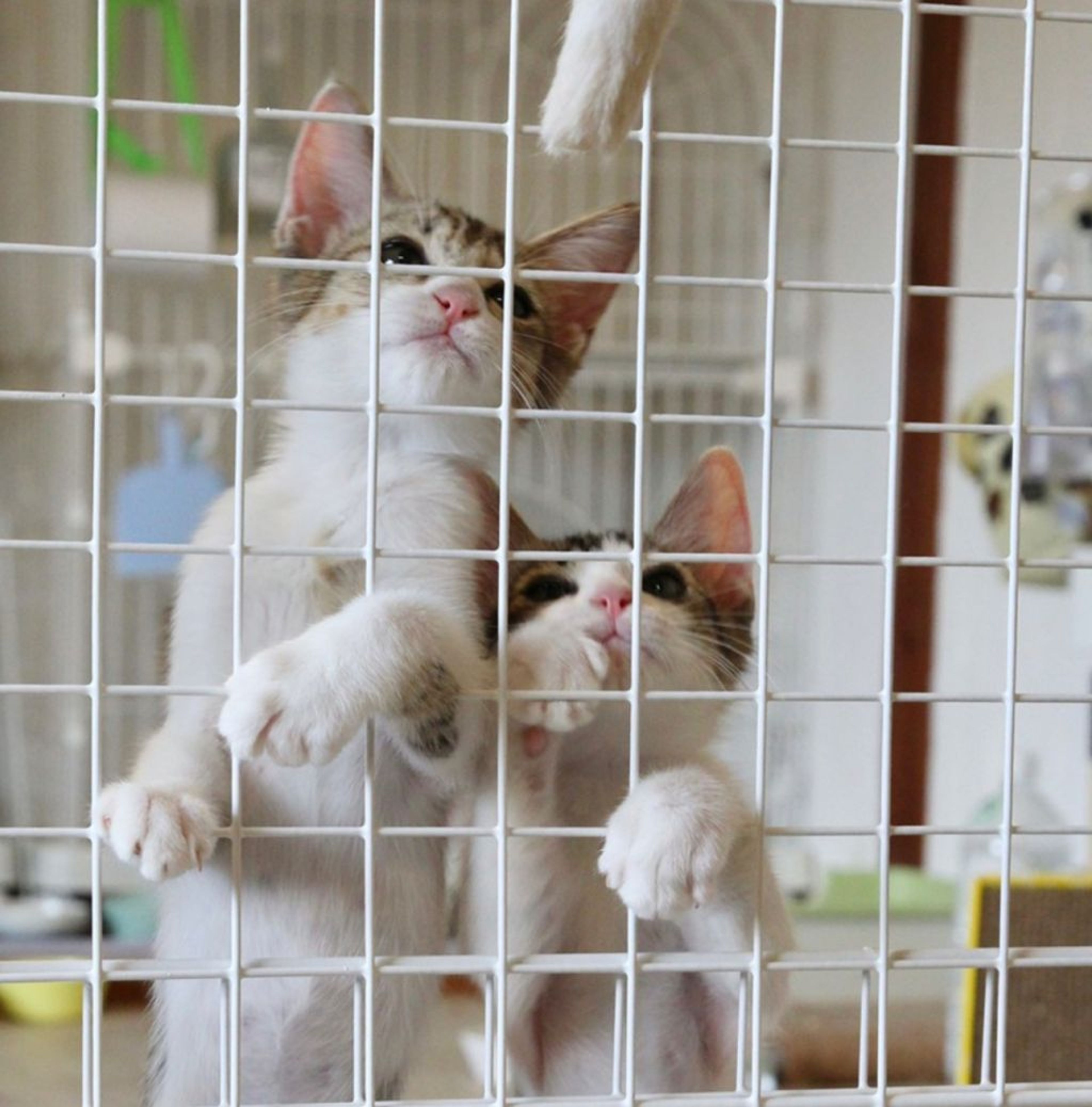 pet-image-8