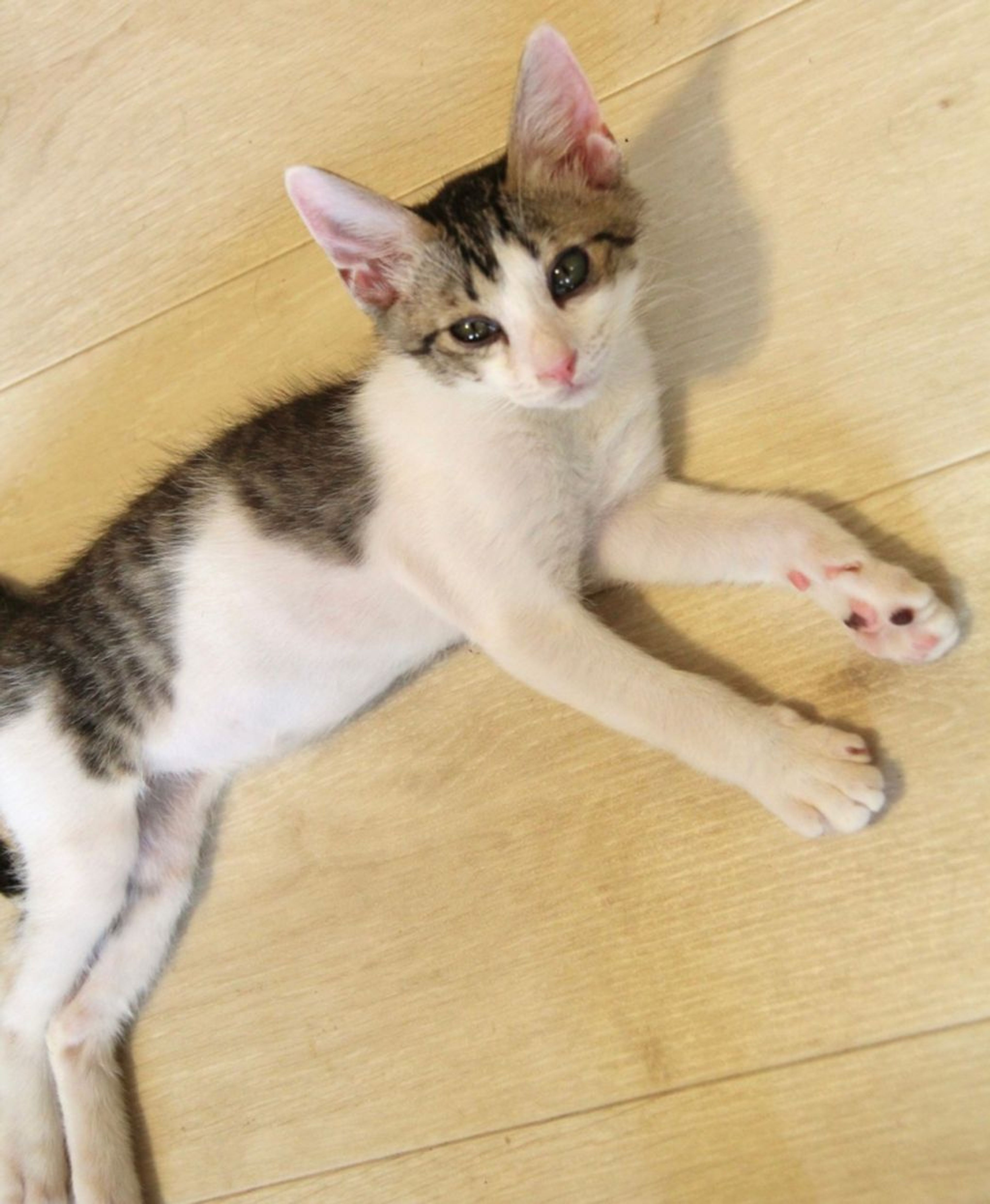 pet-image-10