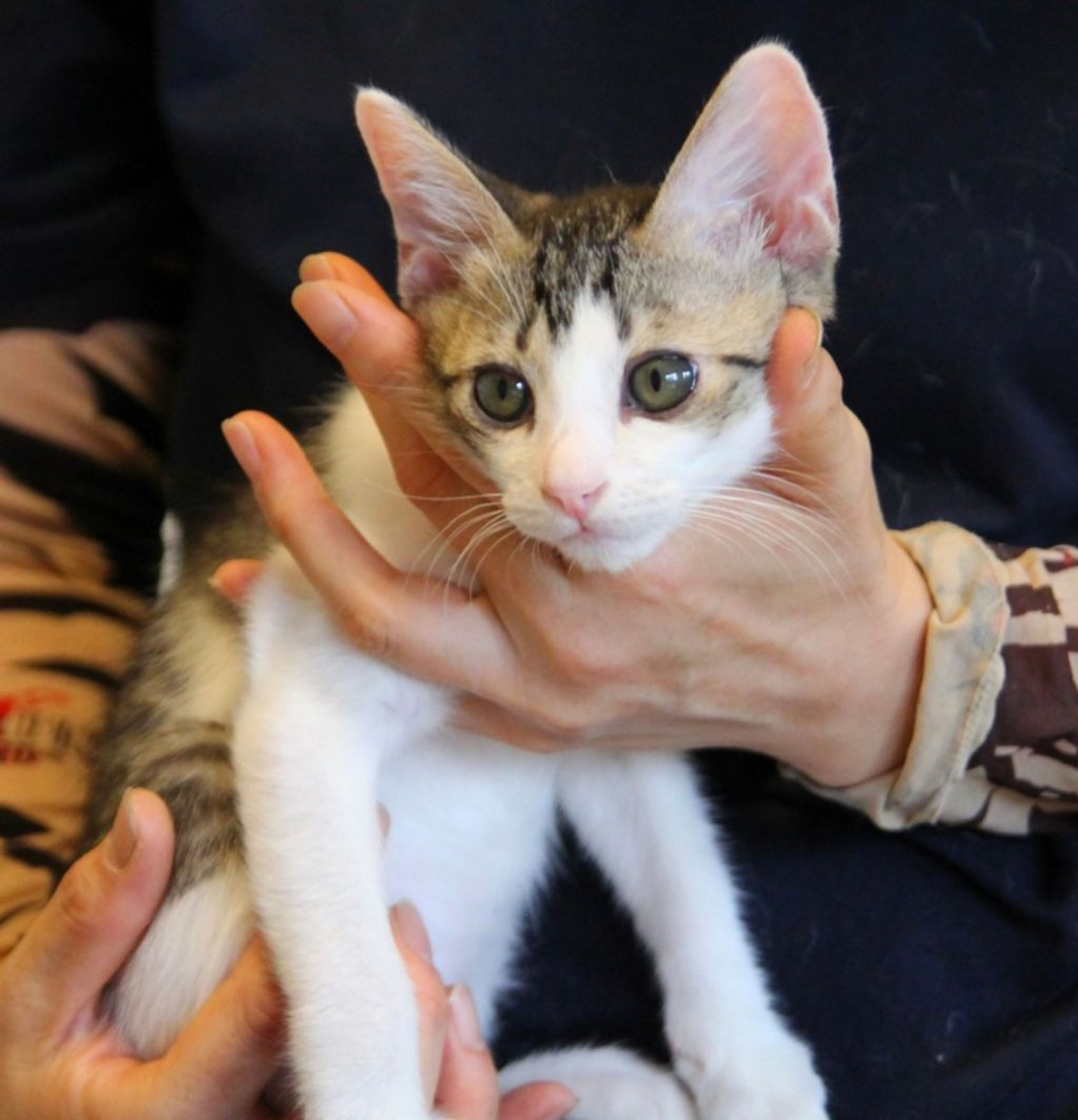 pet-image-2