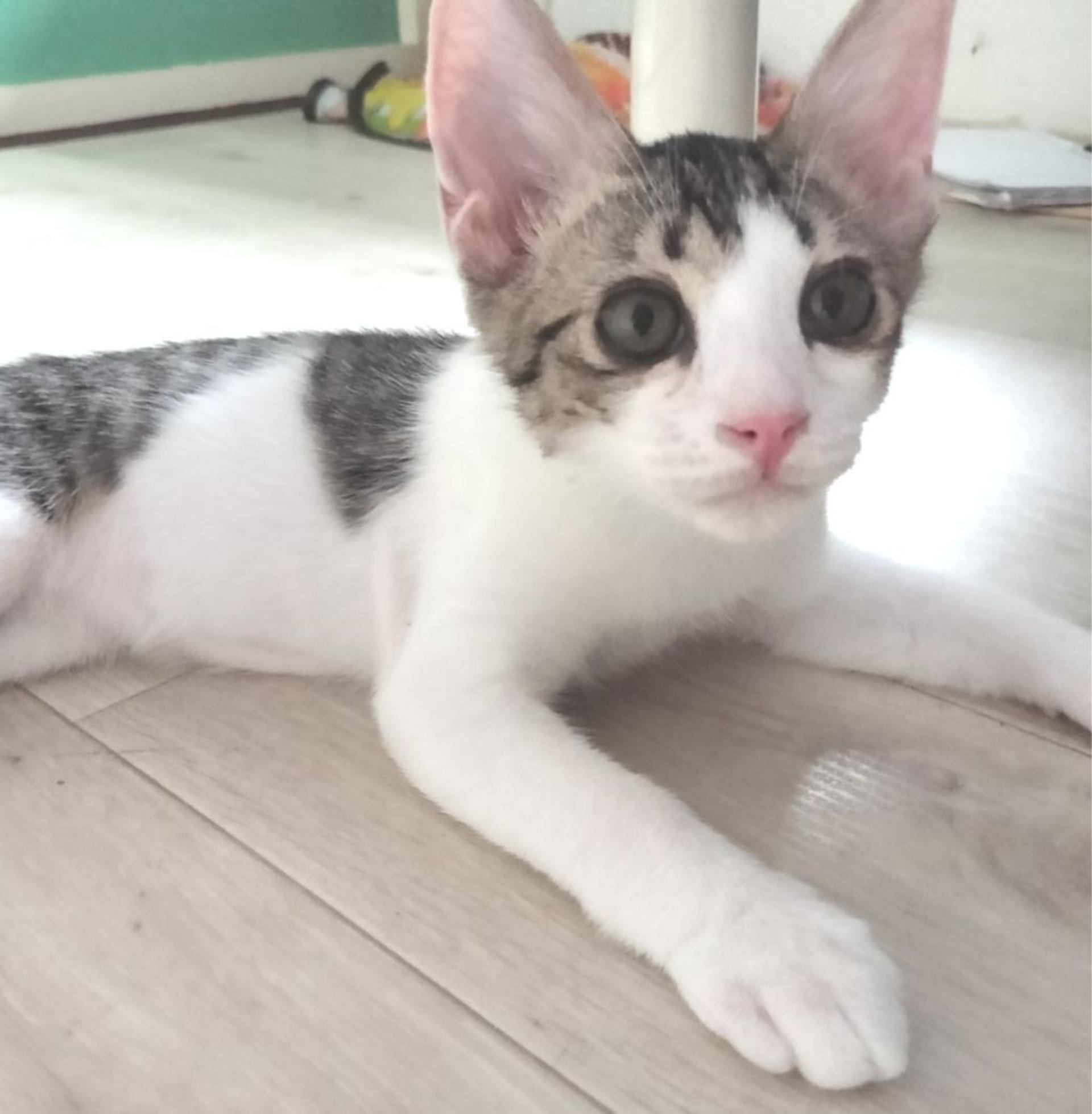 pet-image-5
