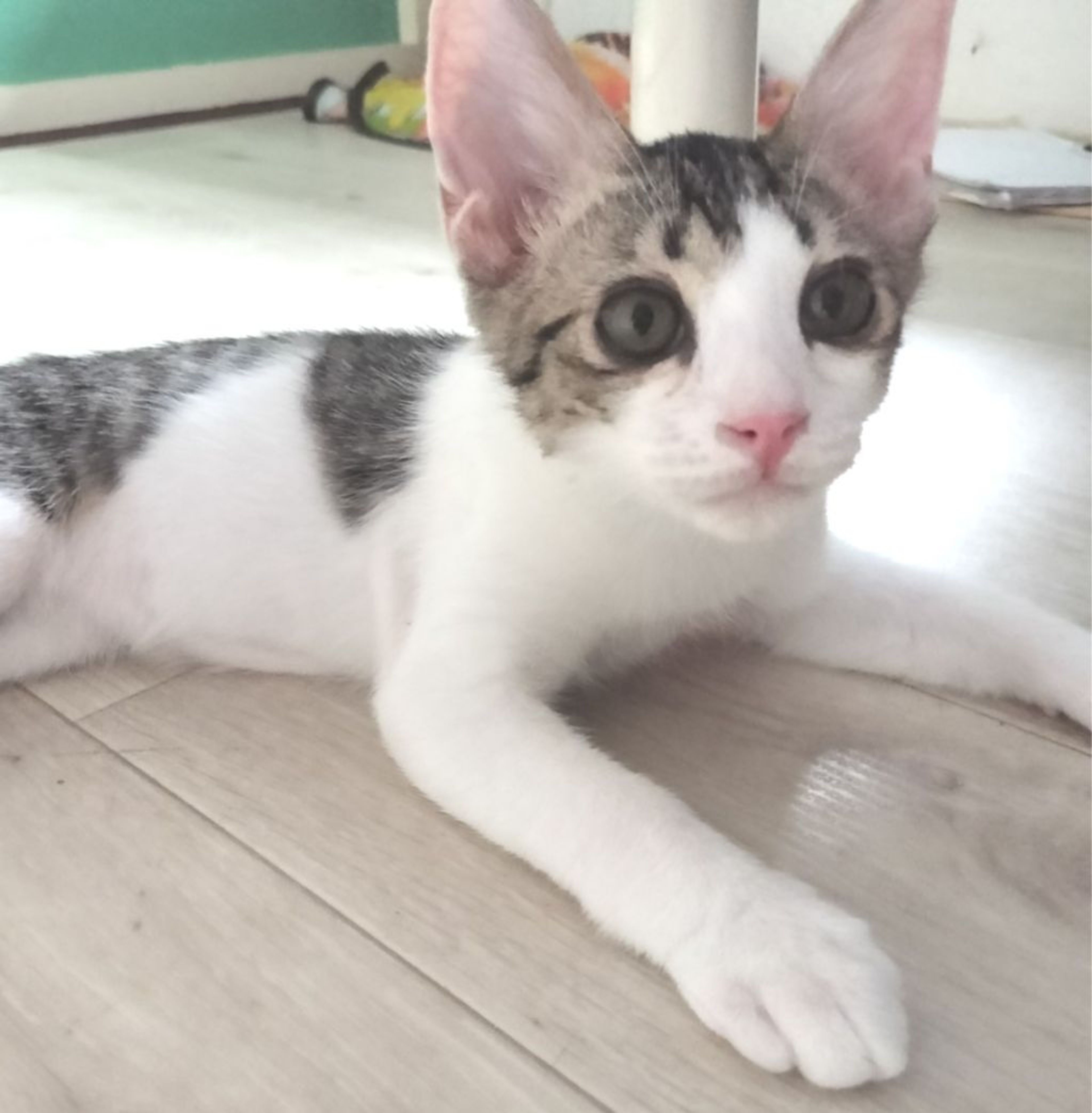 pet-image-5
