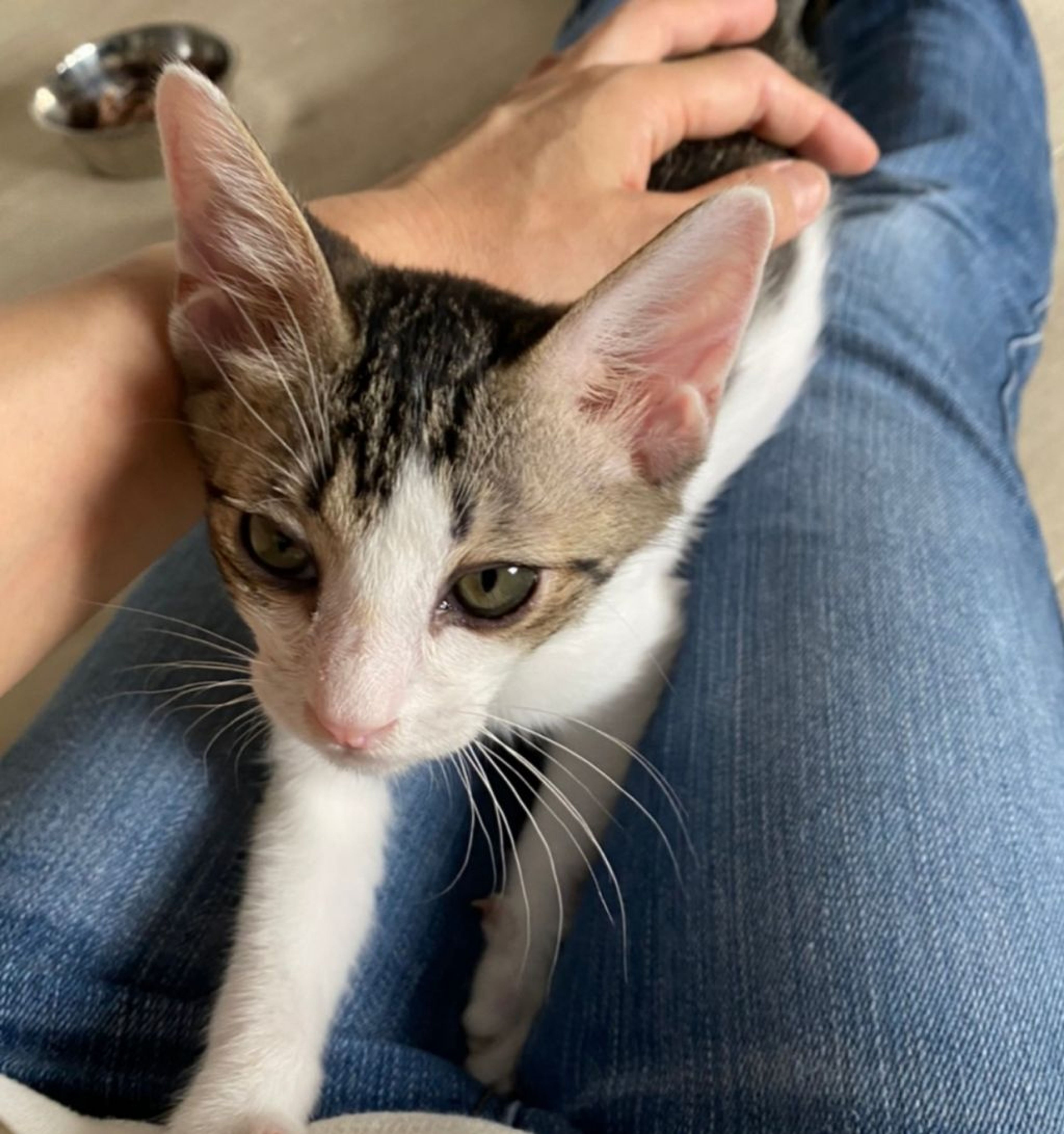 pet-image-7
