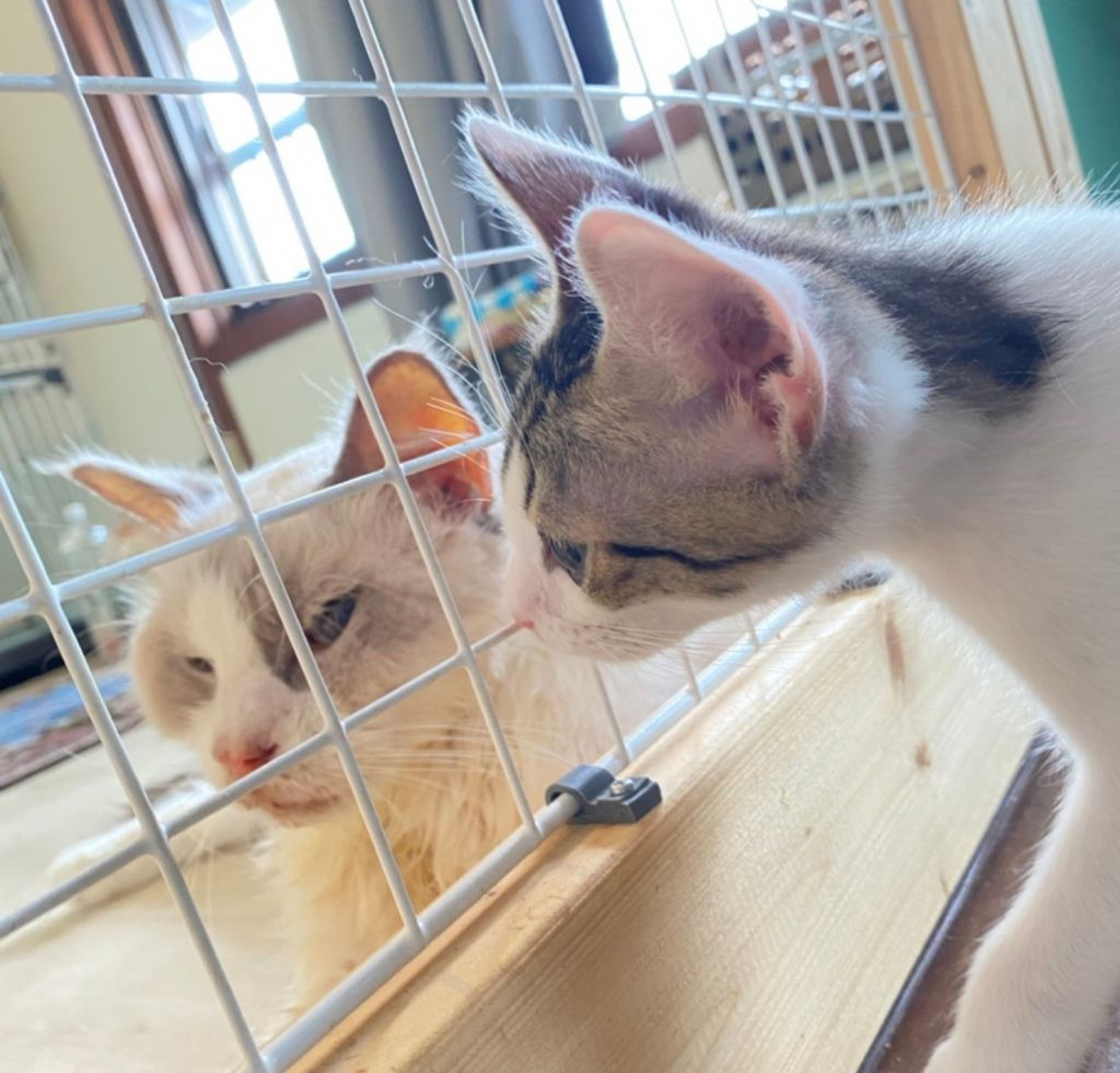 pet-image-9