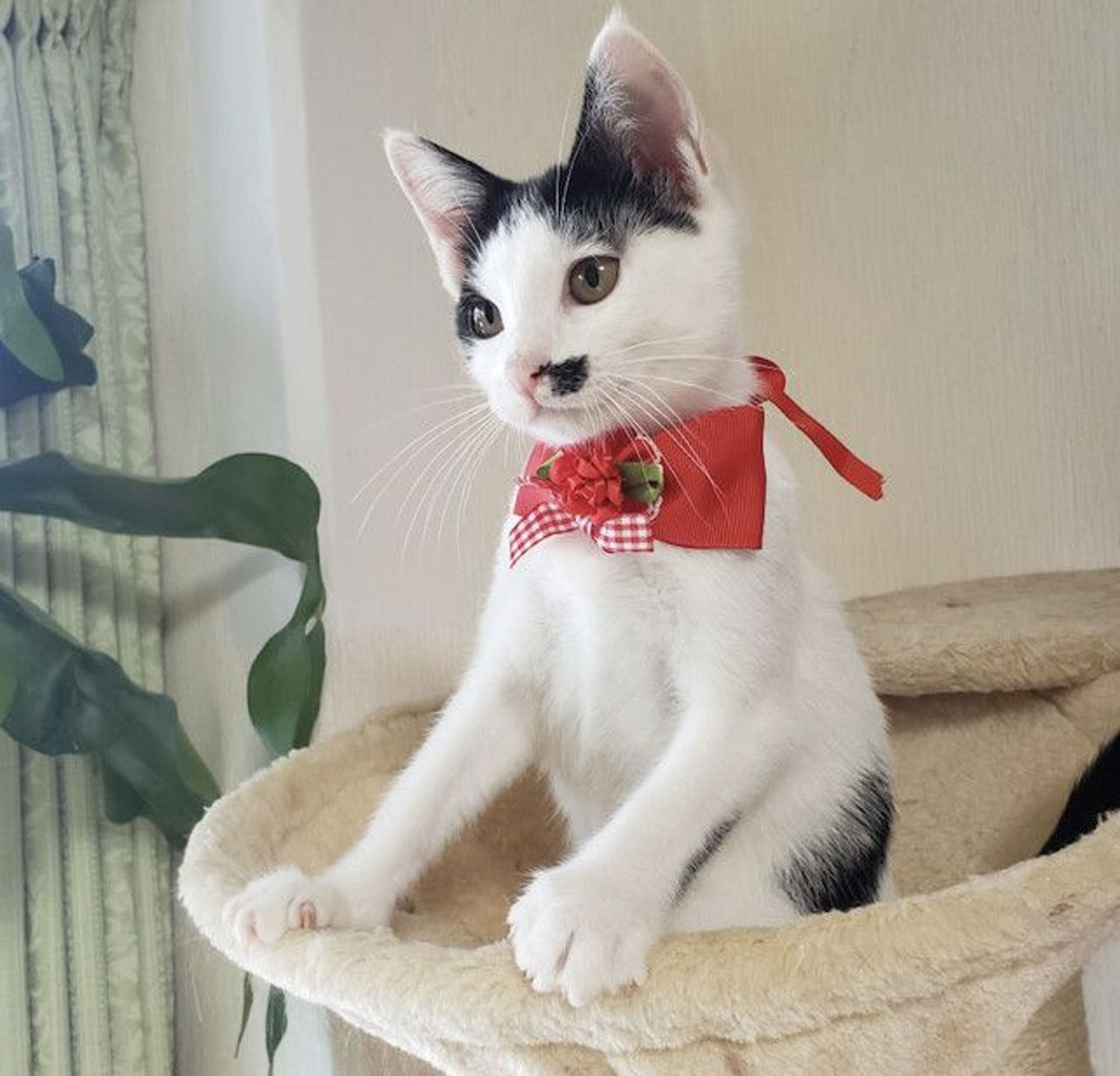 雑種（ミックス猫）・メスの里親募集の写真