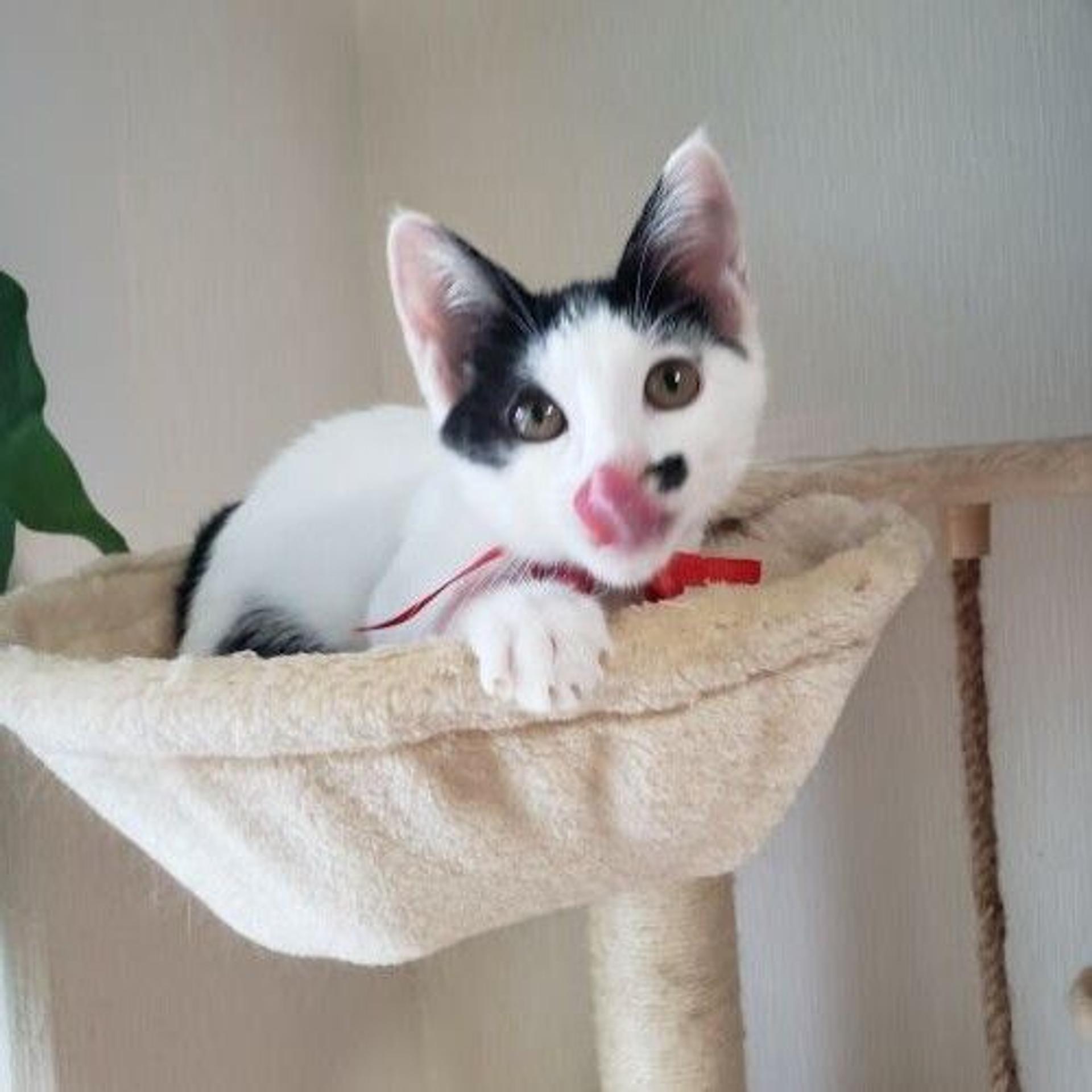 pet-image-3